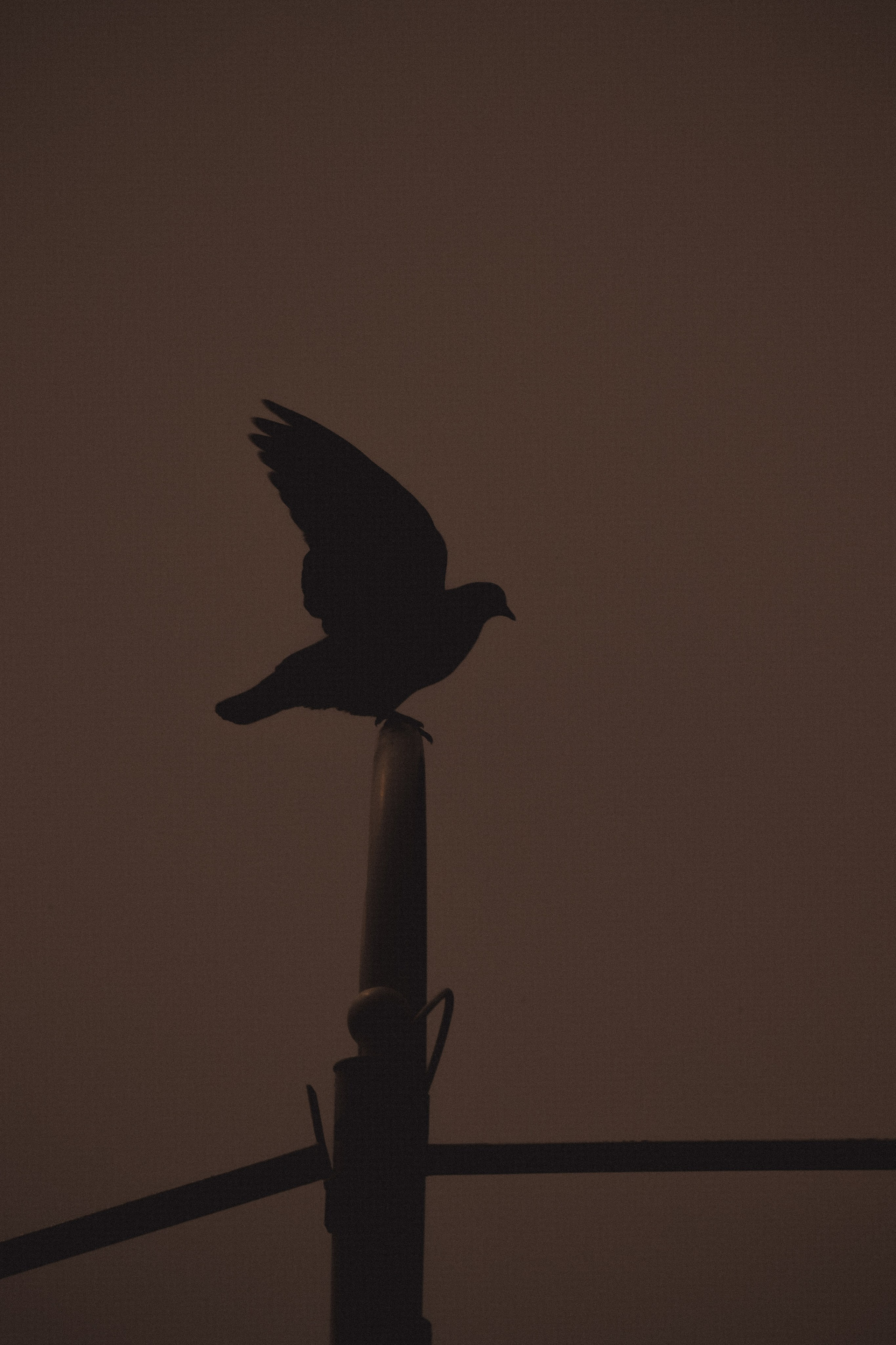 С Е П И Я. — Digital Noise —