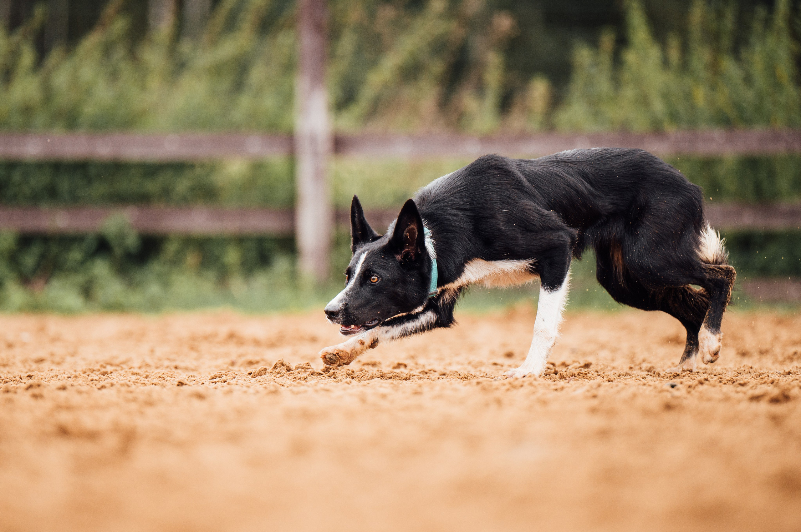 Пастьба. Семейный фотограф анималист Ананьева Мария — Москва