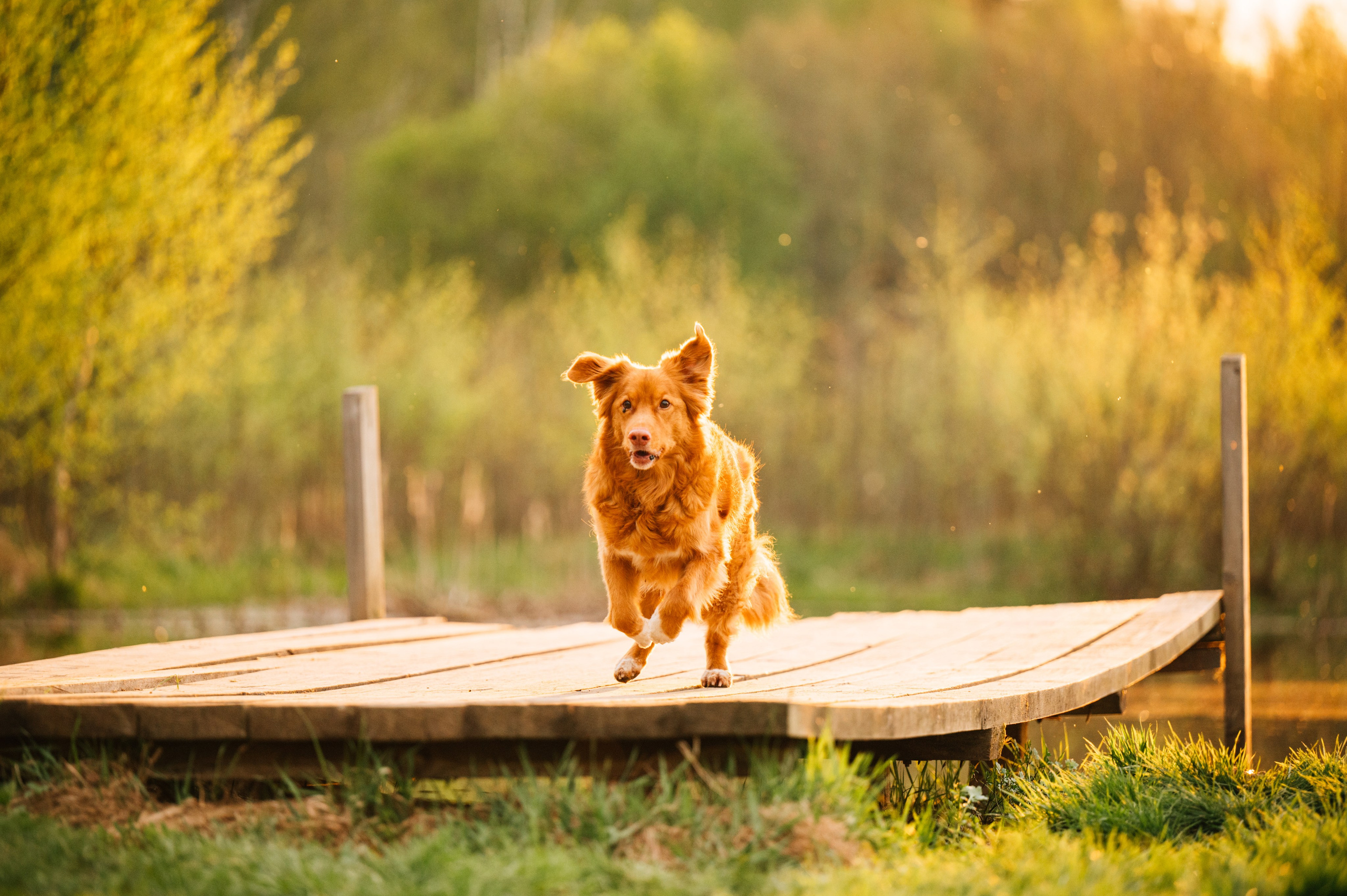 Алия, Ирвин и Грут. Семейный фотограф анималист Ананьева Мария — Москва