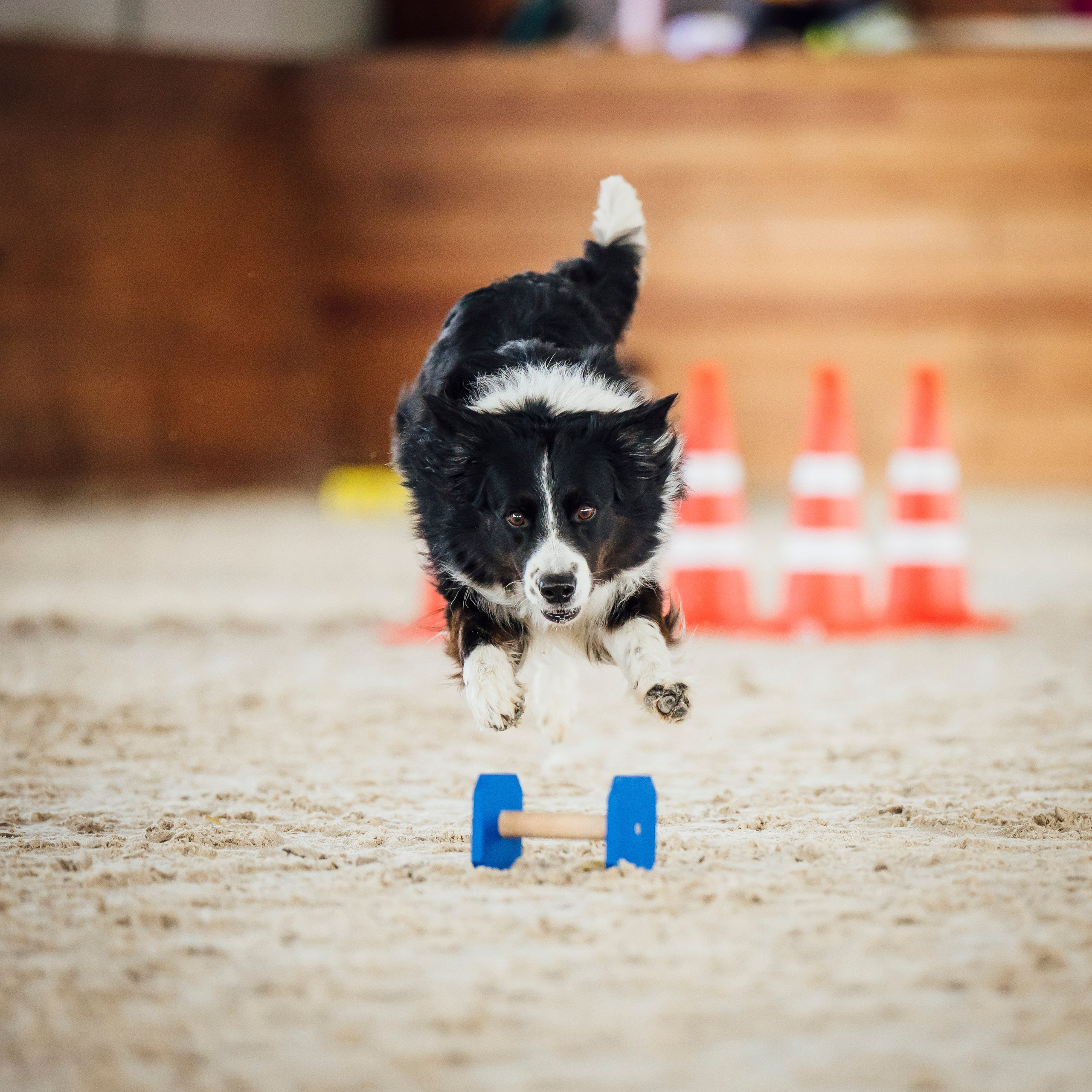 Обидиенс. Семейный фотограф анималист Ананьева Мария — Москва