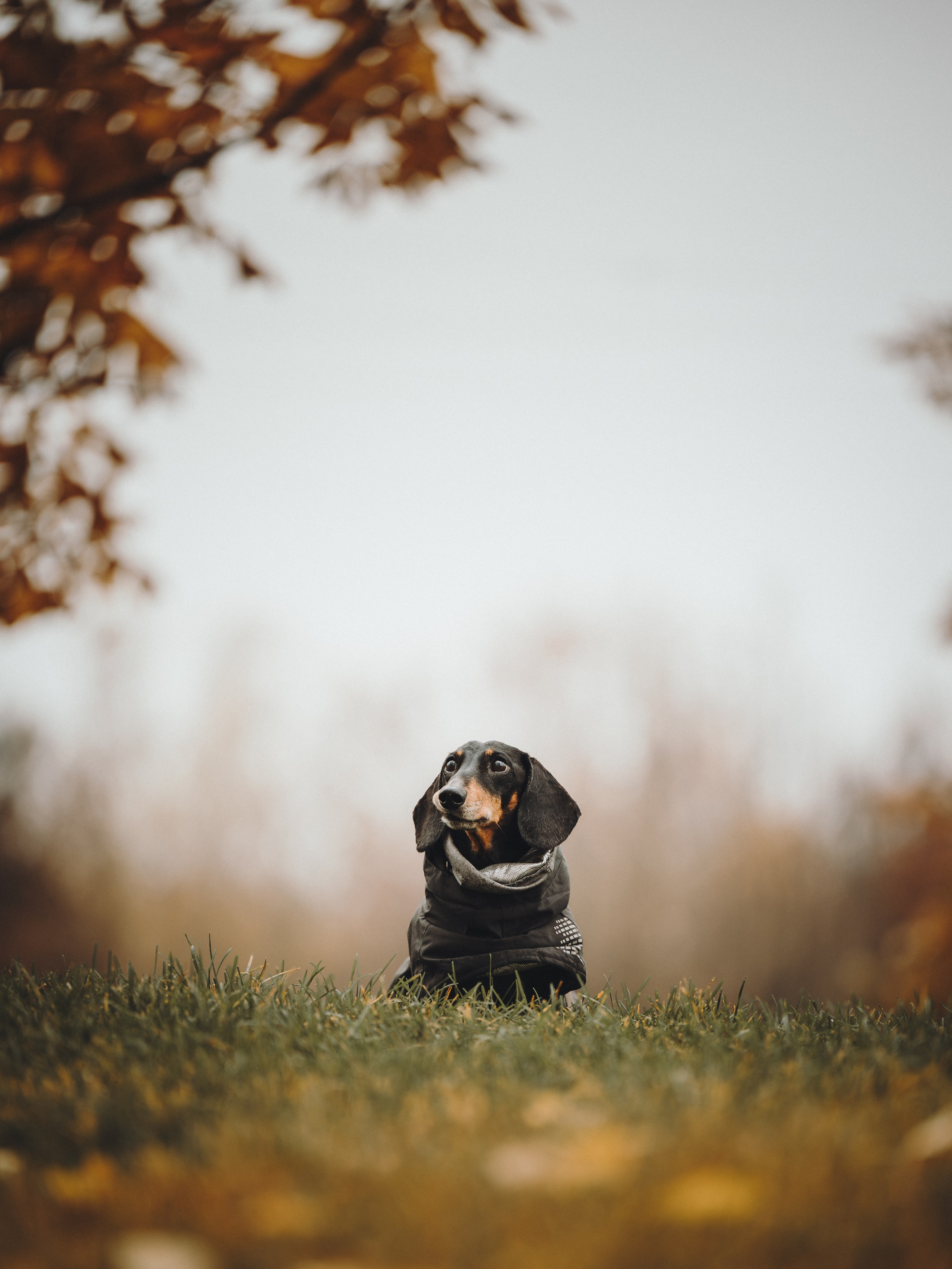 Аня, Оскар и Яр. Семейный фотограф анималист Ананьева Мария — Москва