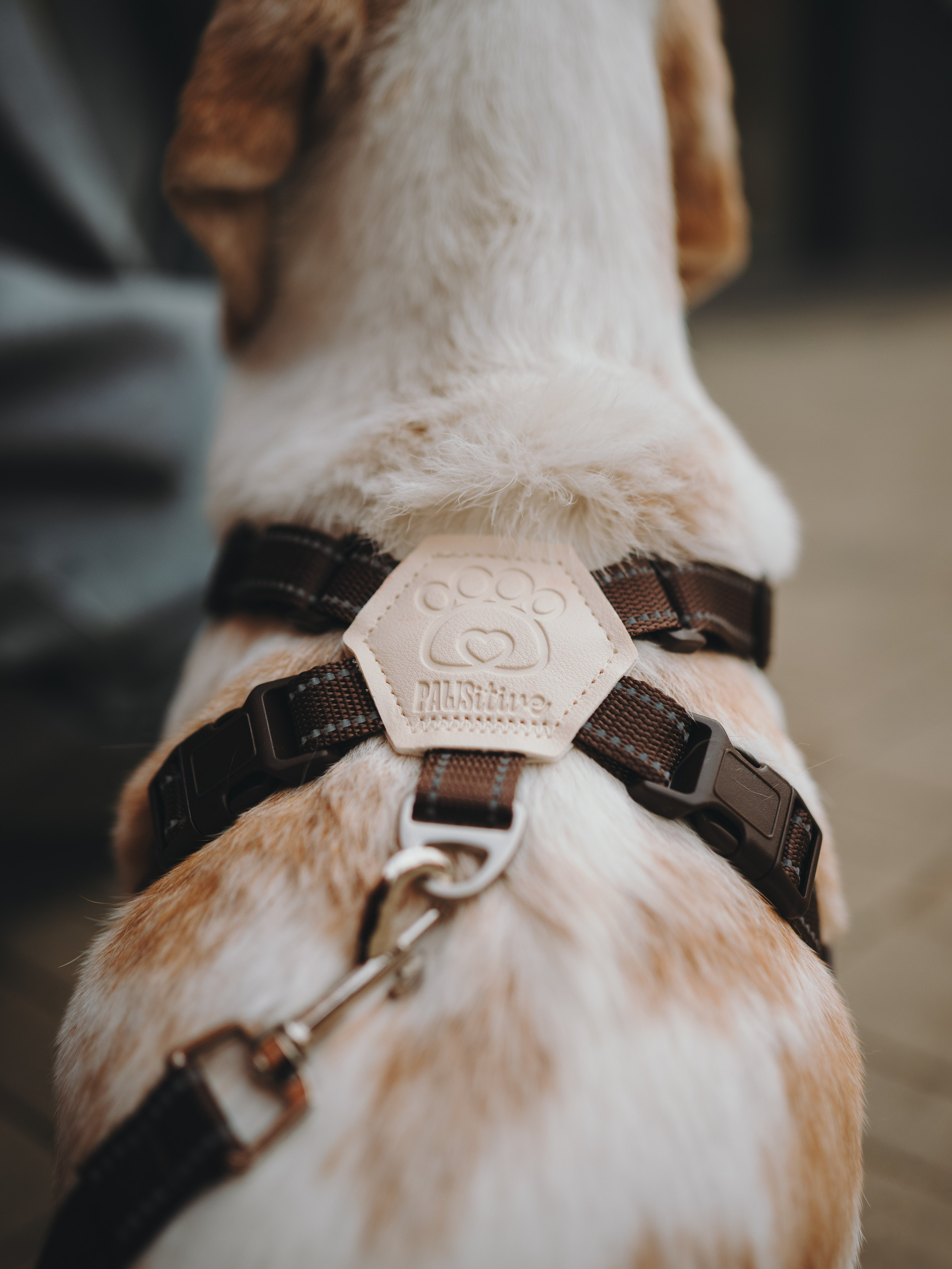 Pawsitive. Семейный фотограф анималист Ананьева Мария — Москва