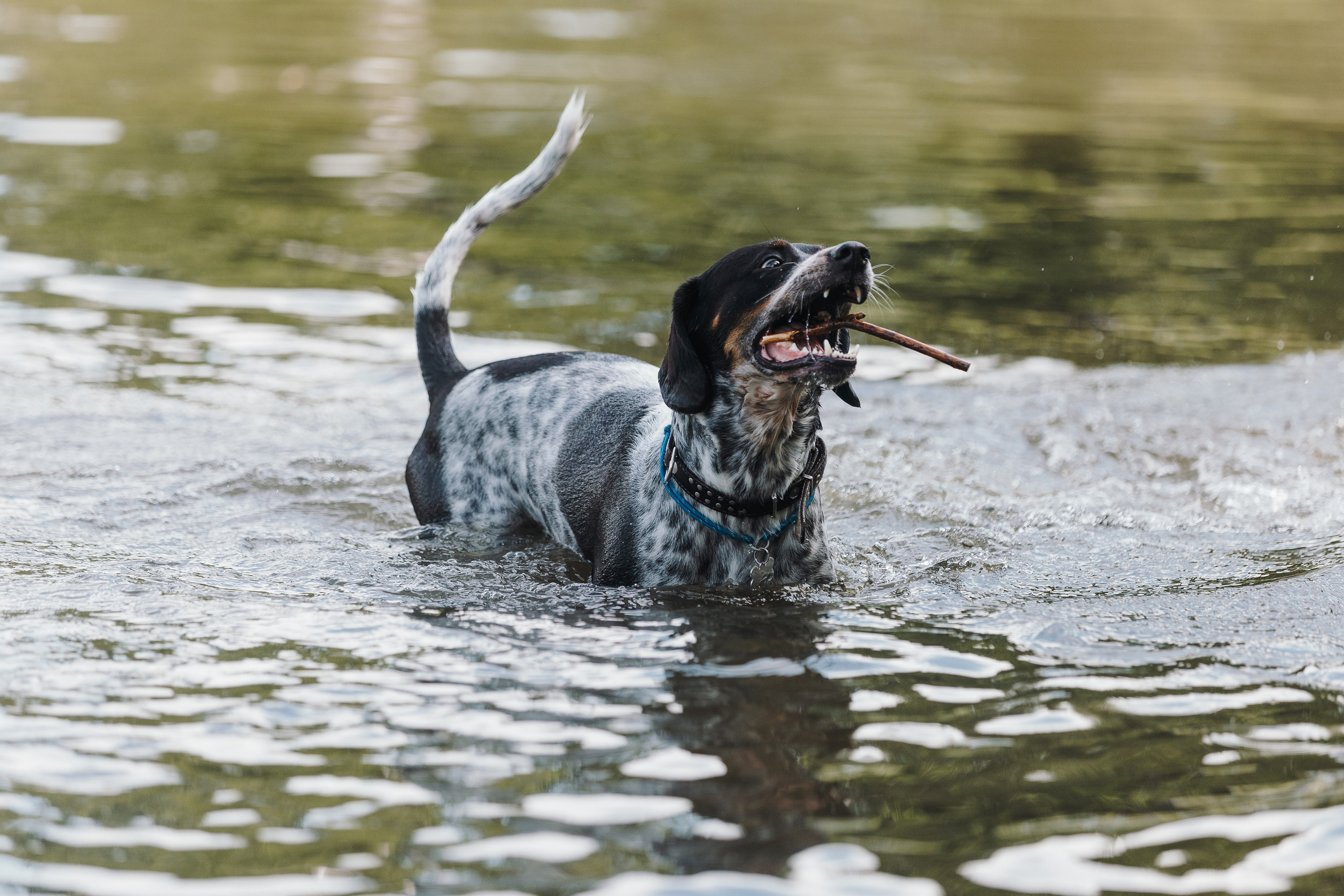 Petshop Sup day. Фотограф анималист Кристина Карпова, Москва