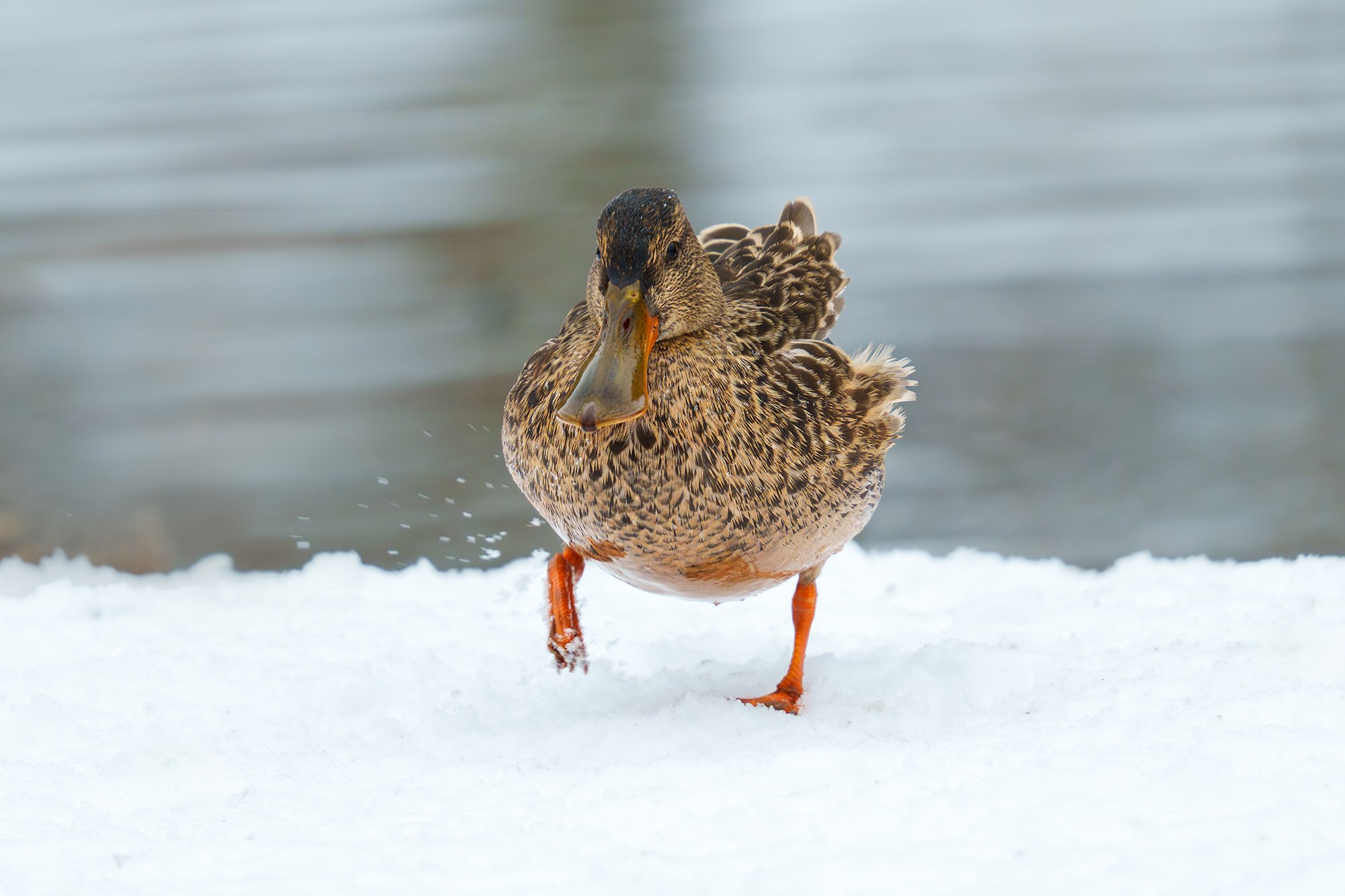 Удивительные мир птиц. Вокруг нас столько прекрасного — присмотритесь!. Ваш личный фотограф Марина Волкова