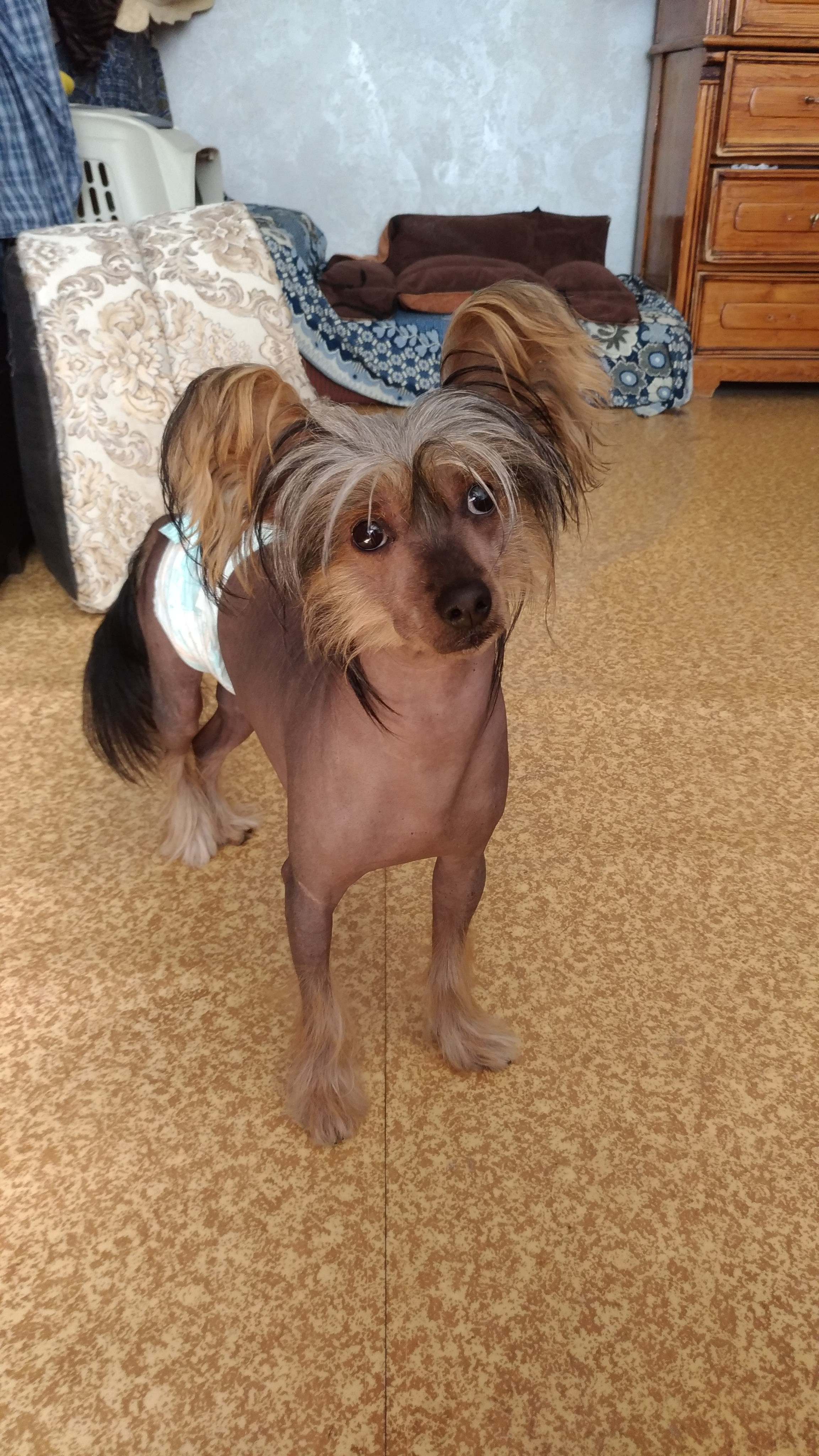 Адамусик милый малыш. Питомник китайских хохлатых собак Poale Ell: купить щенка в питомнике