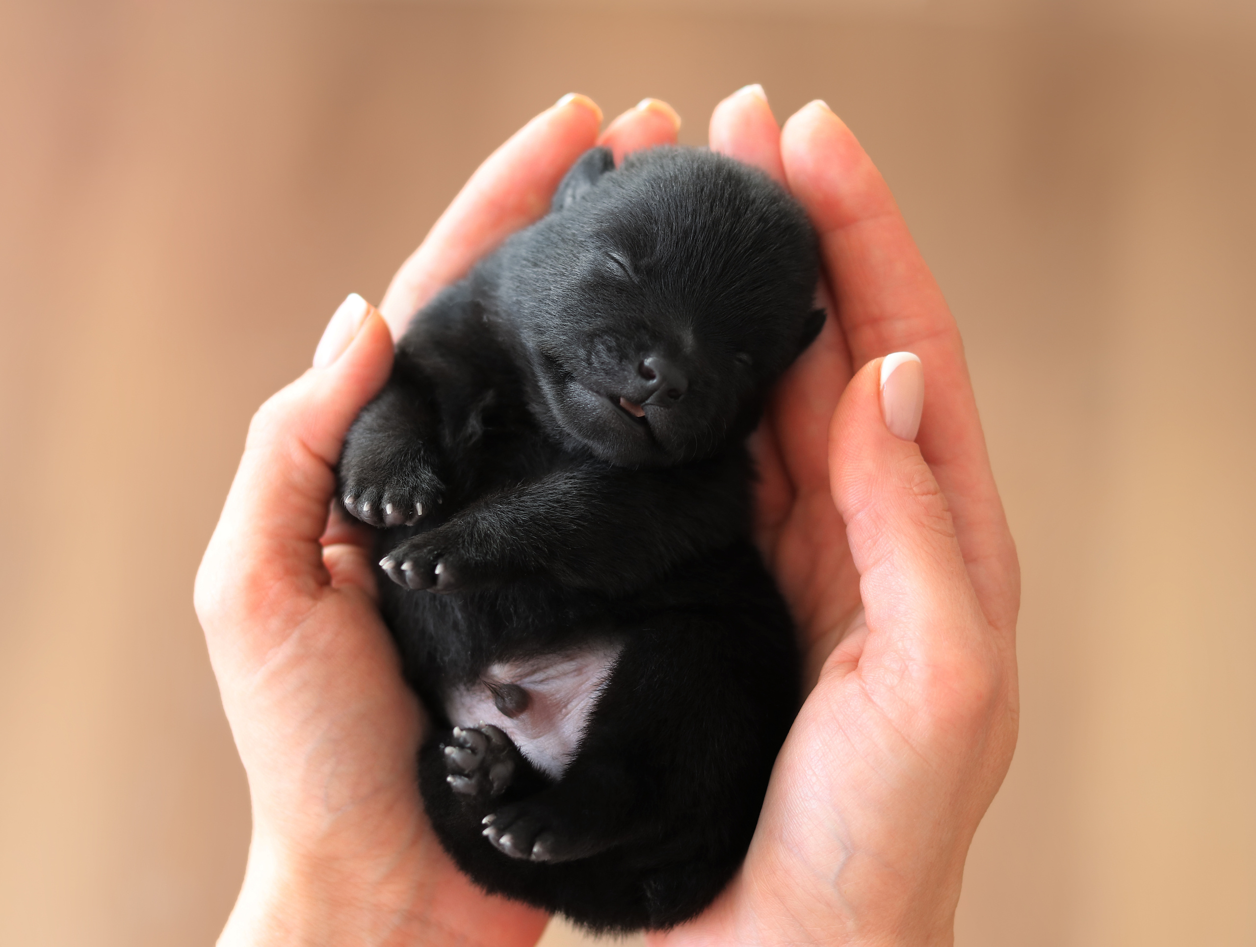 PUPPIES. Фотограф — анималист в Санкт — Петербурге Анна Орис