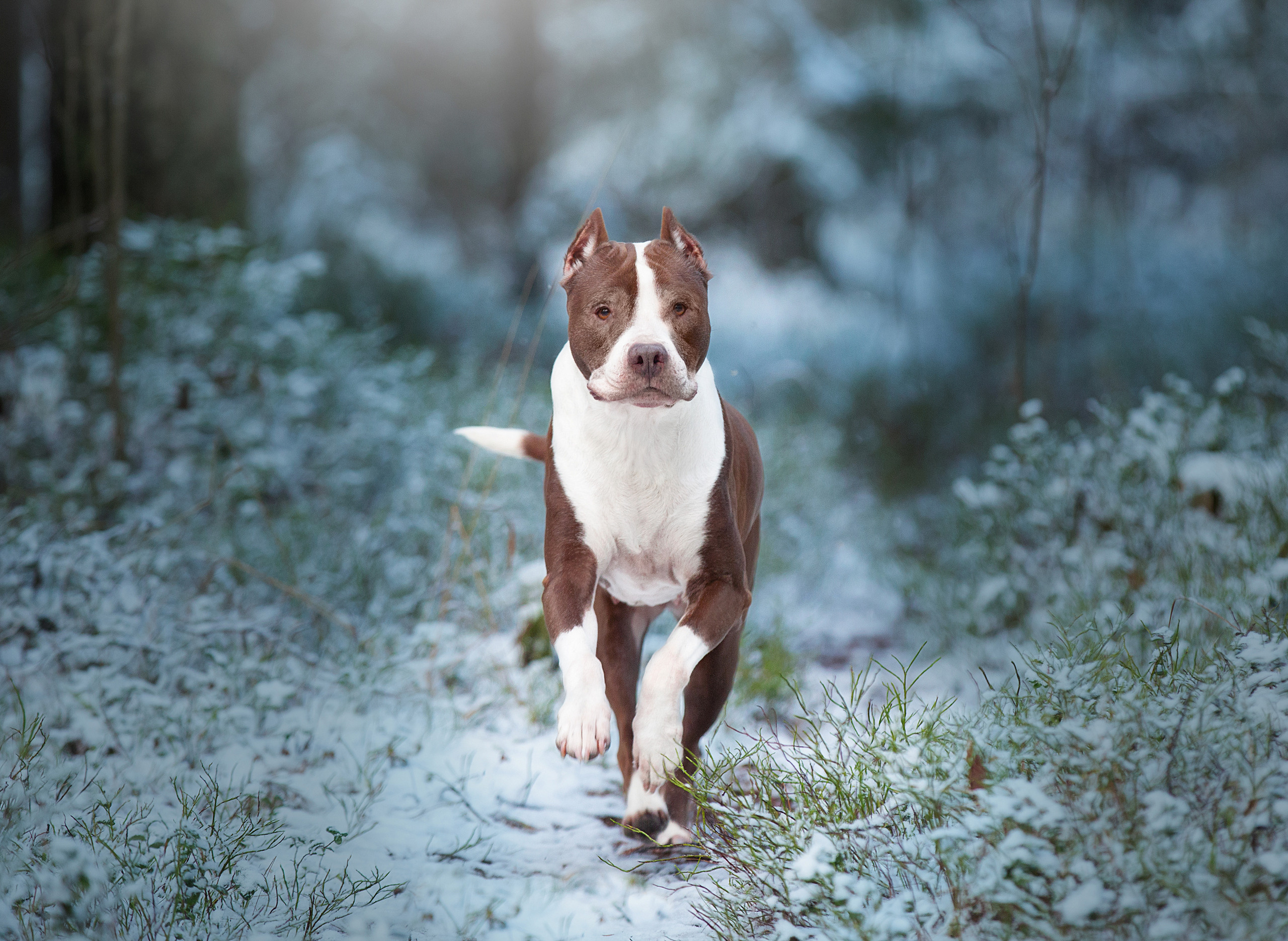 Художественная съёмка. Фотограф — анималист в Санкт — Петербурге Анна Орис