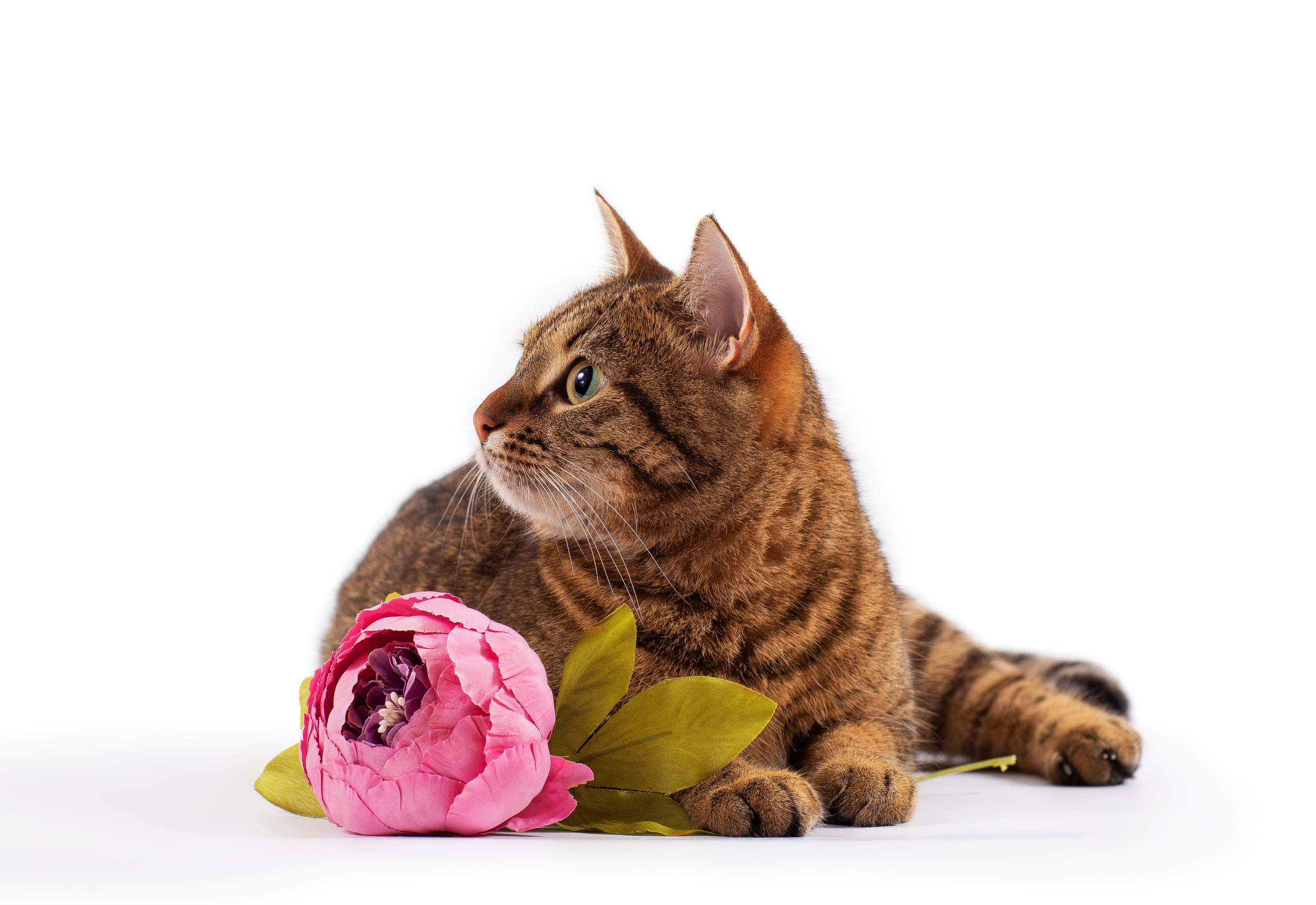 Художественная съёмка. Фотограф — анималист в Санкт — Петербурге Анна Орис