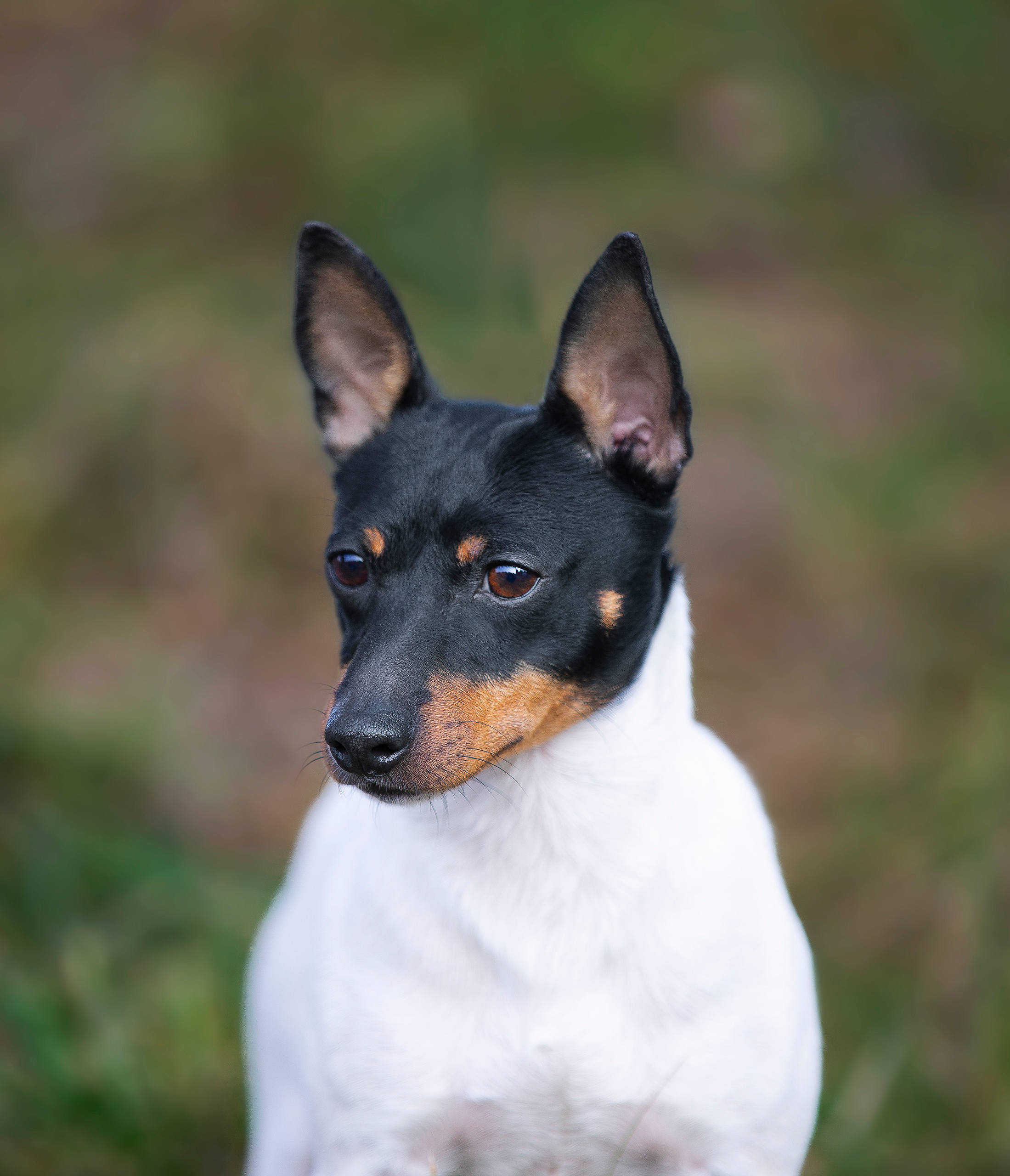 Художественная съёмка. Фотограф — анималист в Санкт — Петербурге Анна Орис