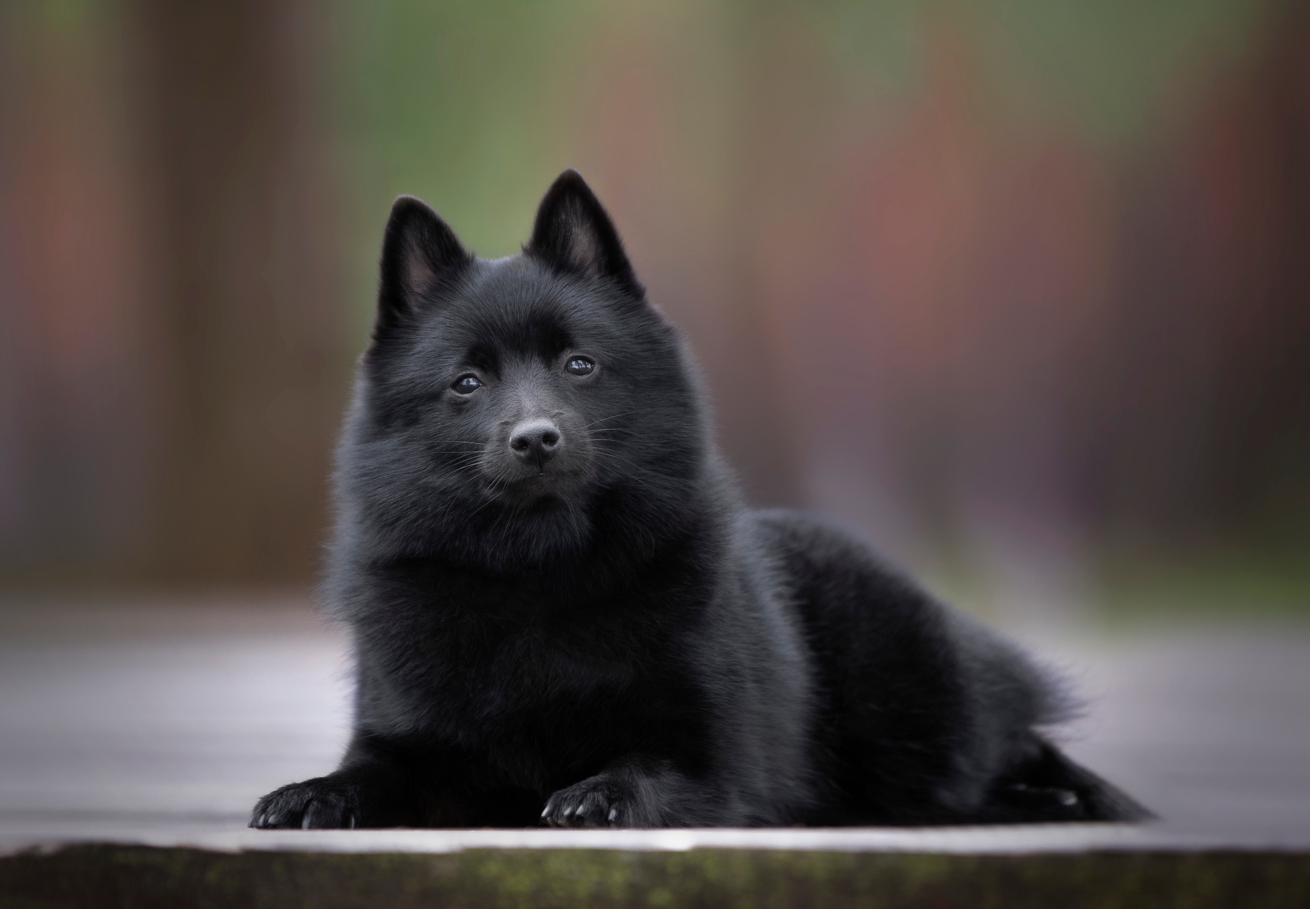 Художественная съёмка. Фотограф — анималист в Санкт — Петербурге Анна Орис