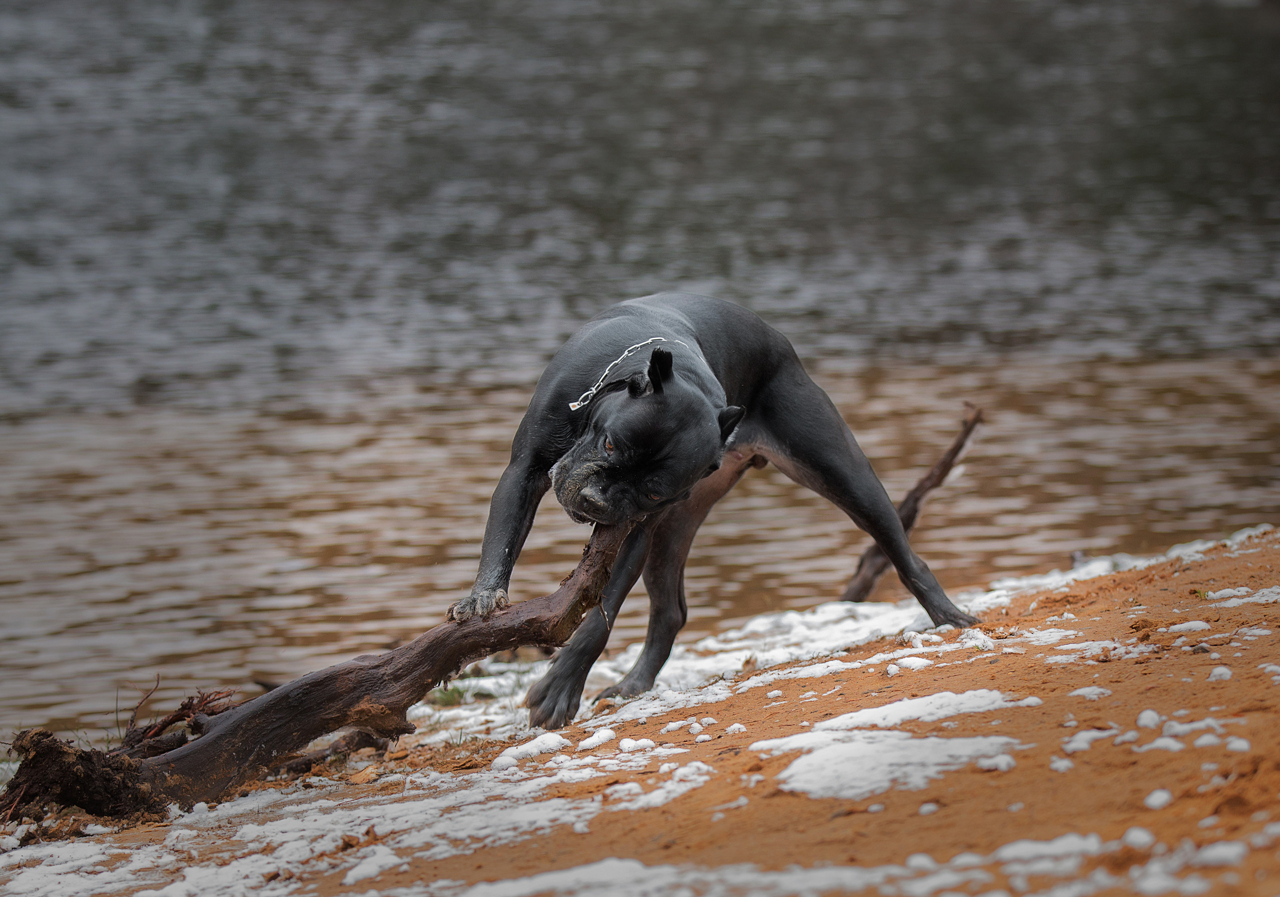 Художественная съёмка. Фотограф — анималист в Санкт — Петербурге Анна Орис