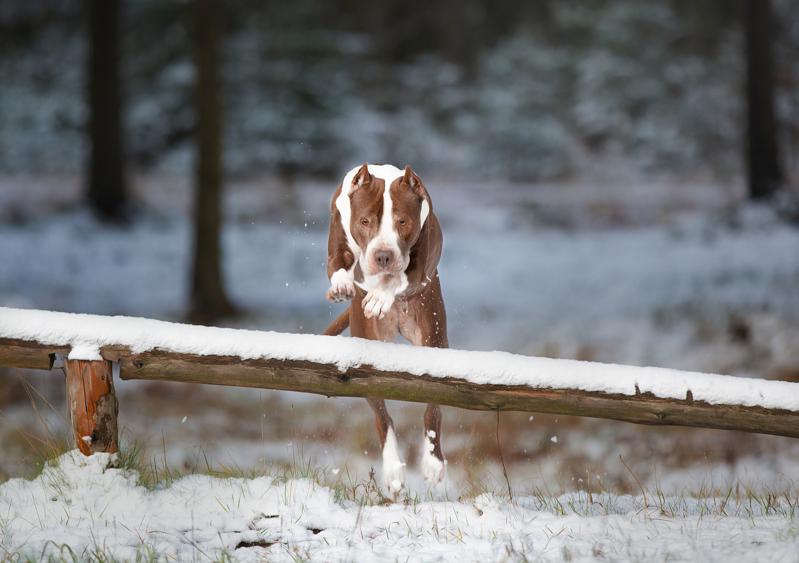 Художественная съёмка. Фотограф — анималист в Санкт — Петербурге Анна Орис