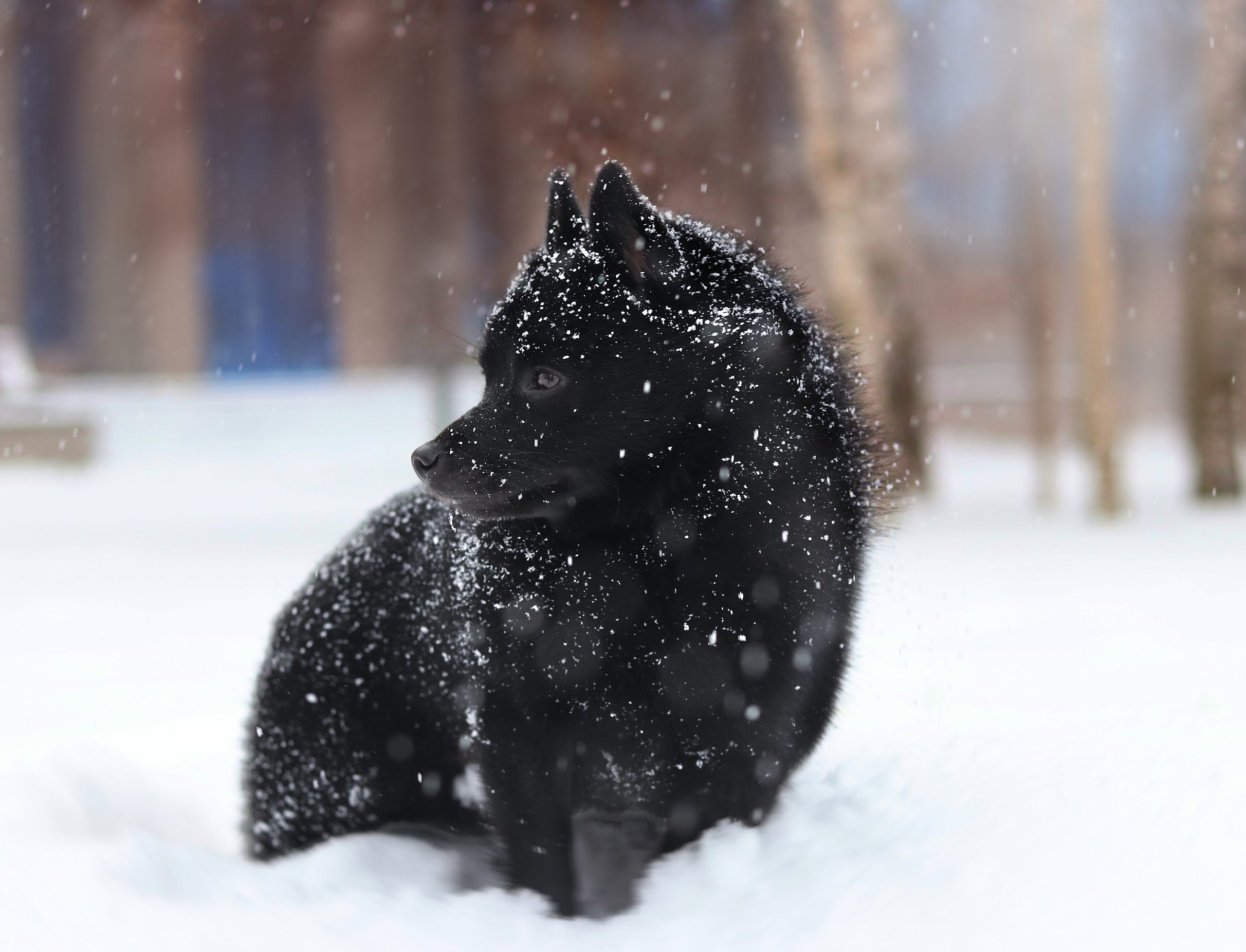 Художественная съёмка. Фотограф — анималист в Санкт — Петербурге Анна Орис