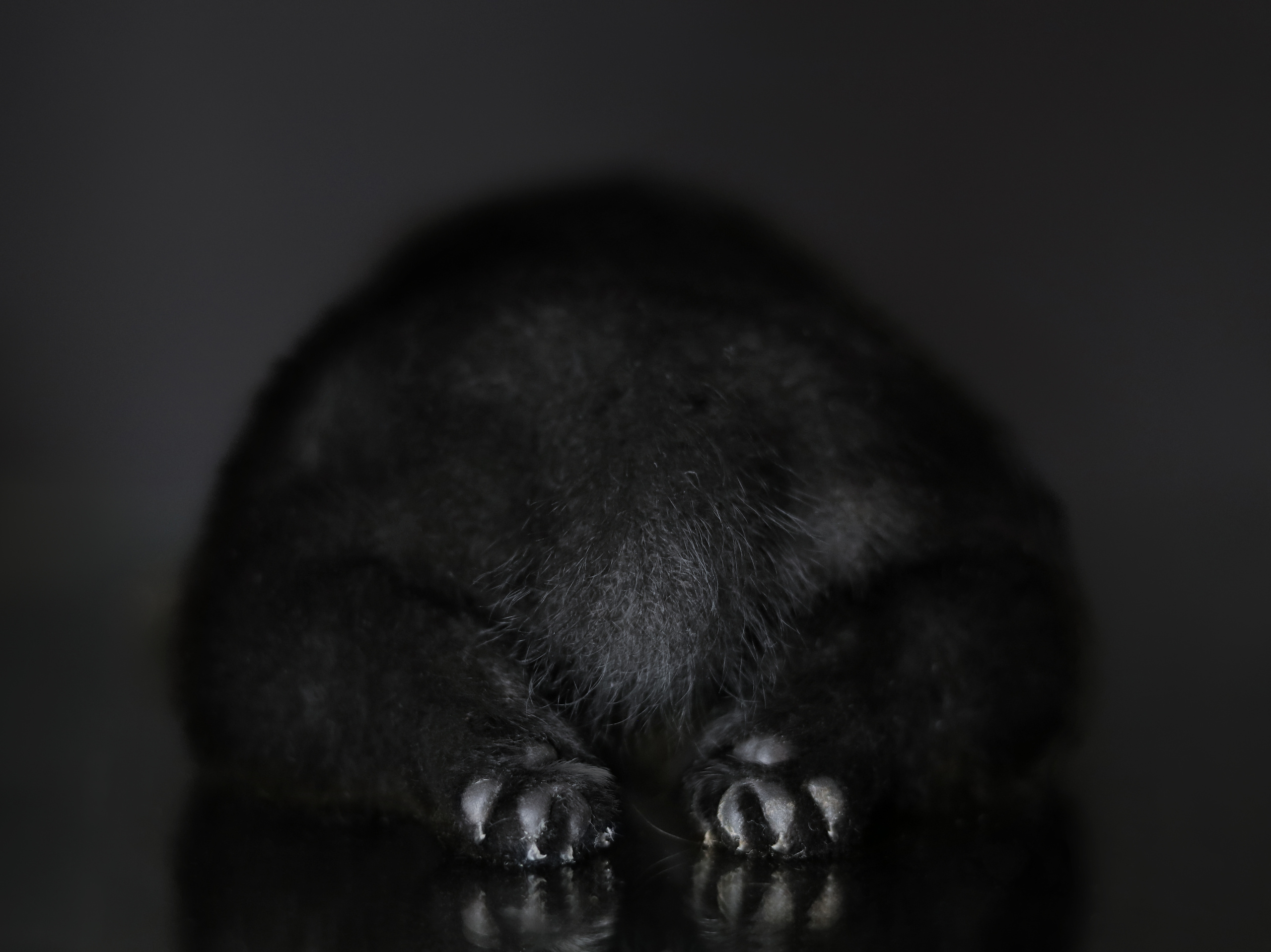 PUPPIES. Фотограф — анималист в Санкт — Петербурге Анна Орис