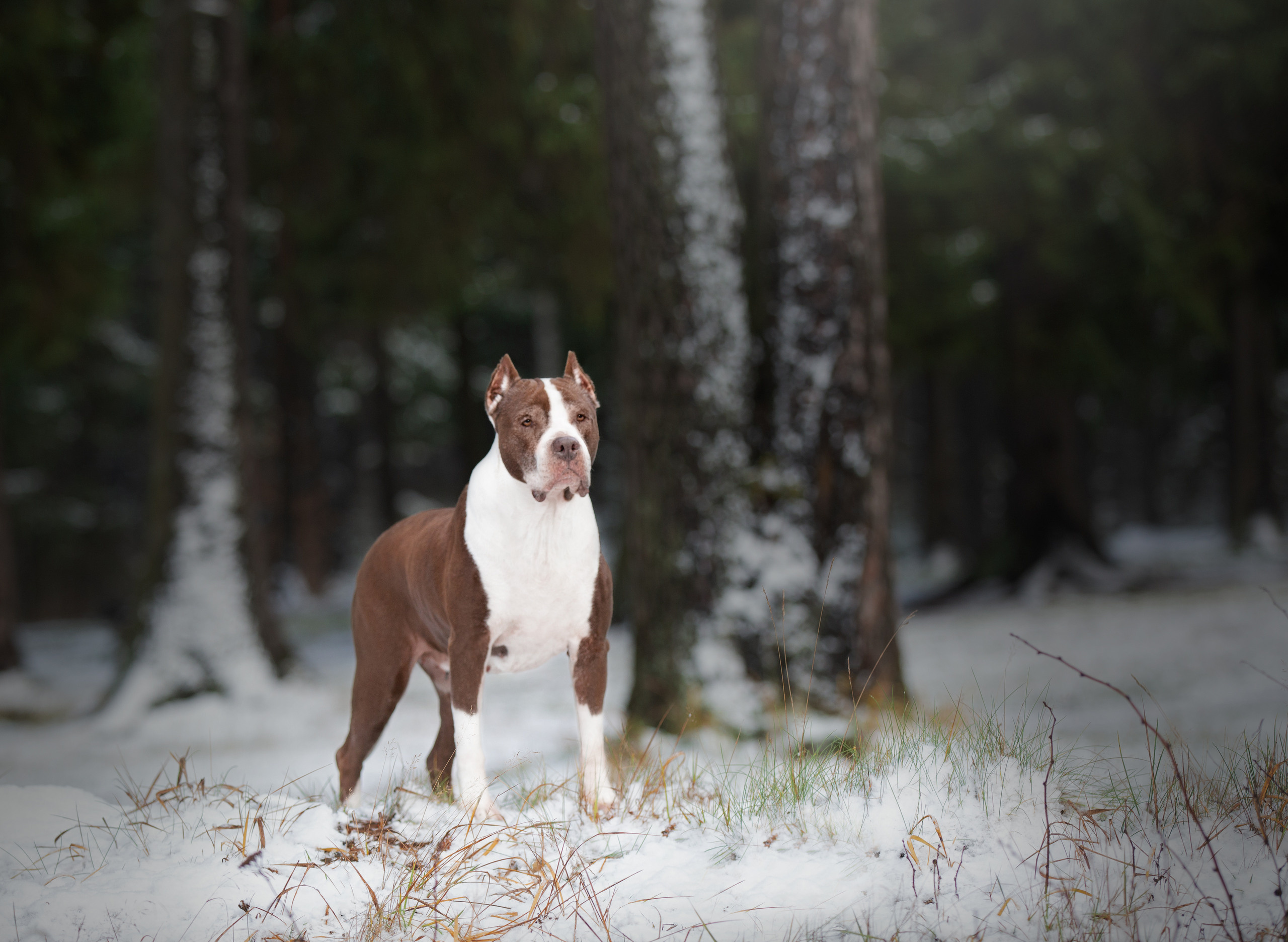 Художественная съёмка. Фотограф — анималист в Санкт — Петербурге Анна Орис
