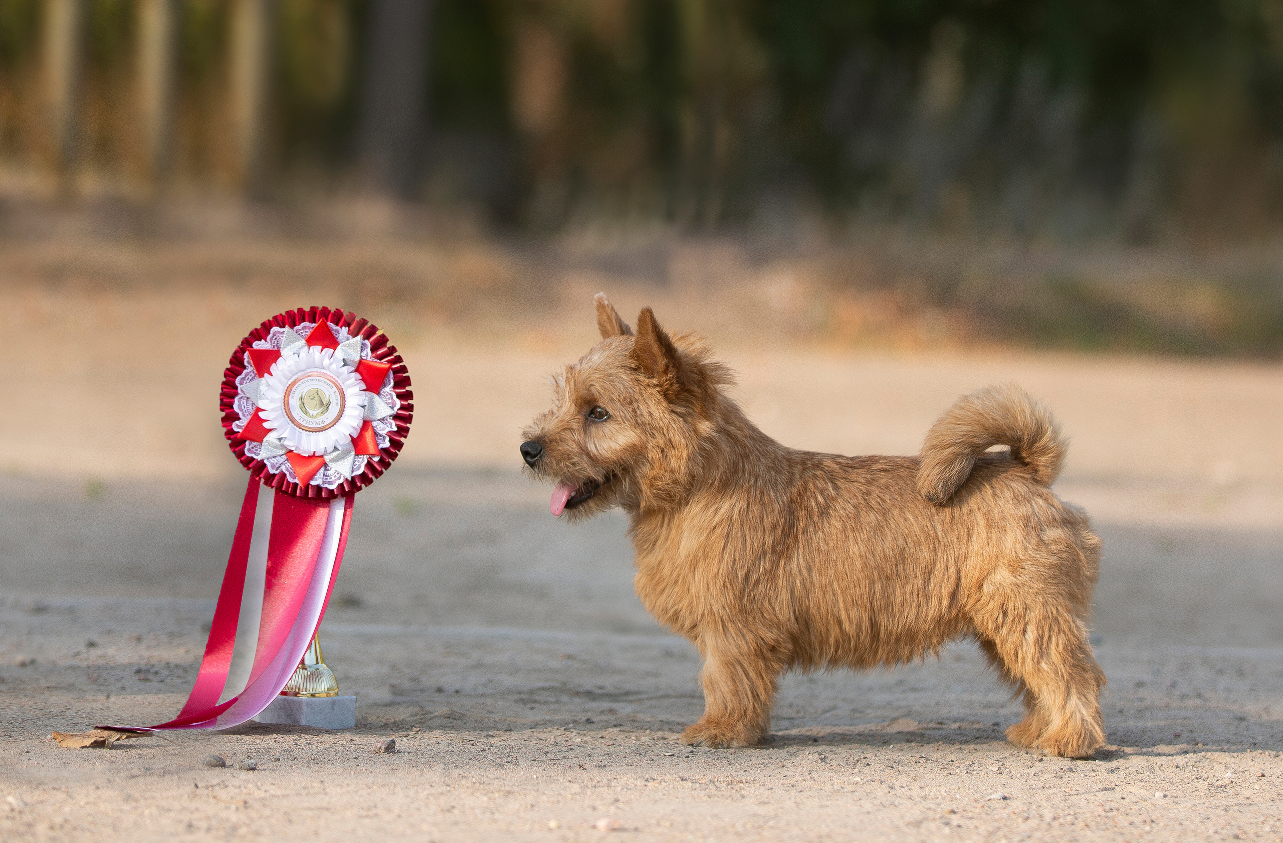 Выставки / репортаж. Фотограф — анималист в Санкт — Петербурге Анна Орис