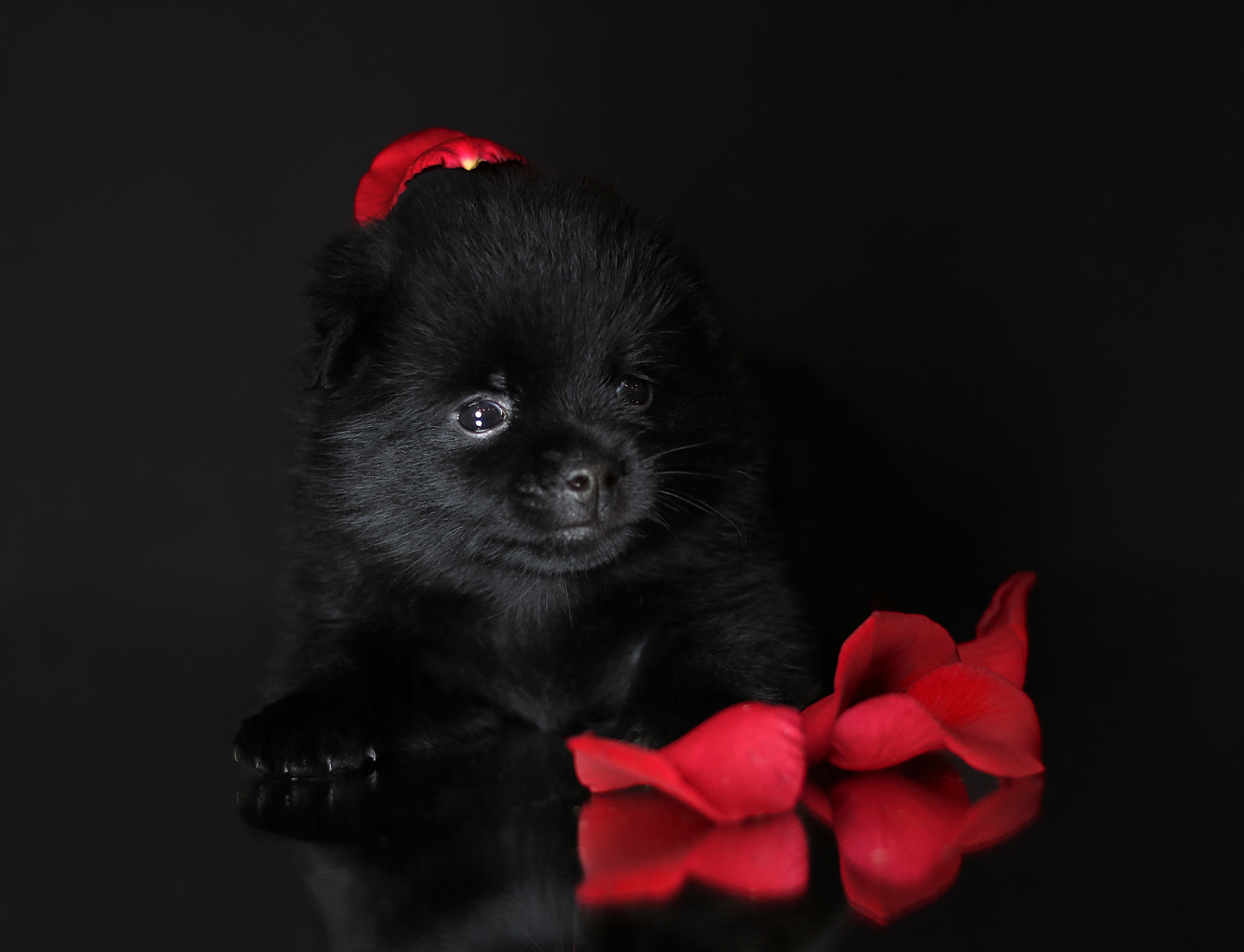 PUPPIES. Фотограф — анималист в Санкт — Петербурге Анна Орис