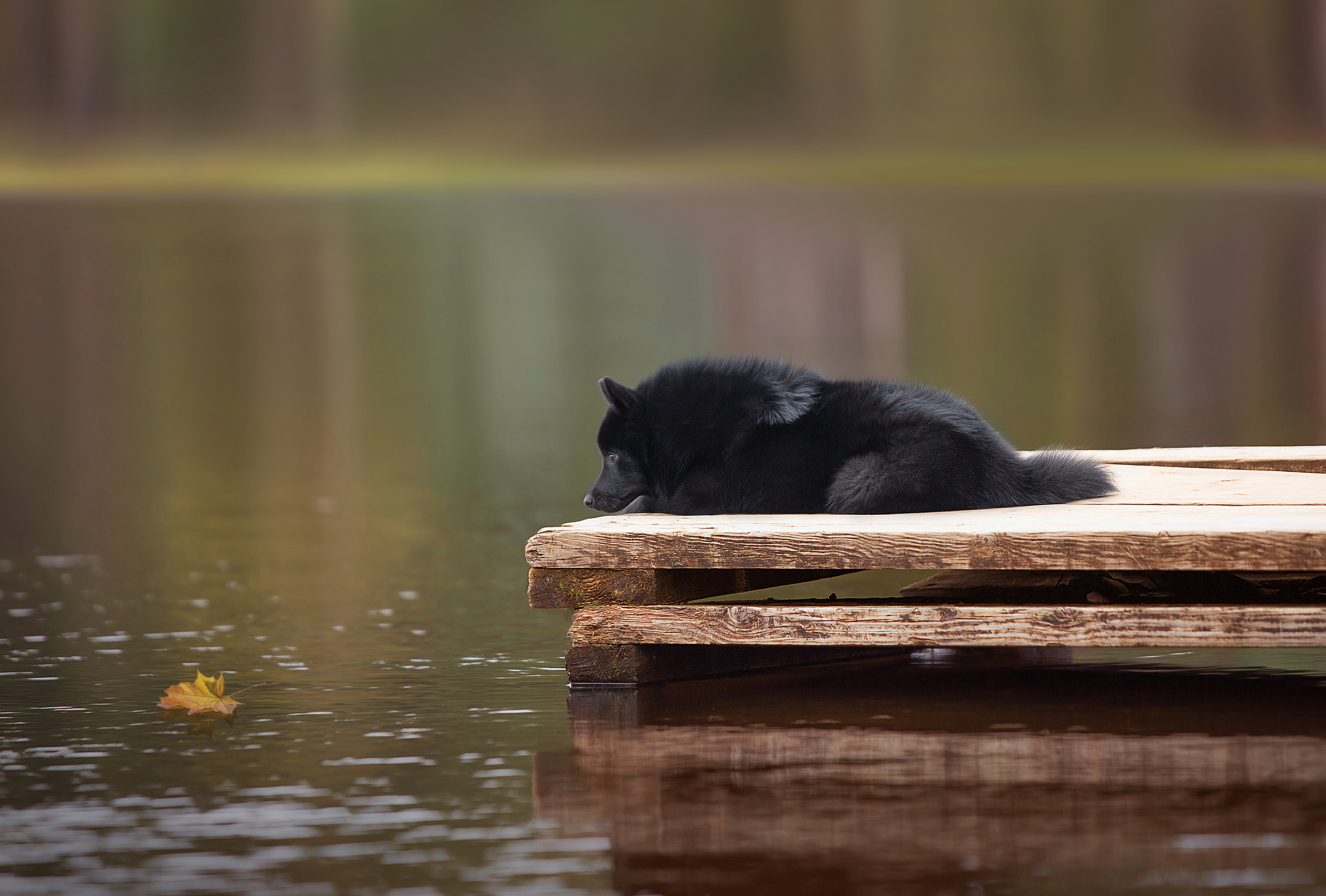 Художественная съёмка. Фотограф — анималист в Санкт — Петербурге Анна Орис