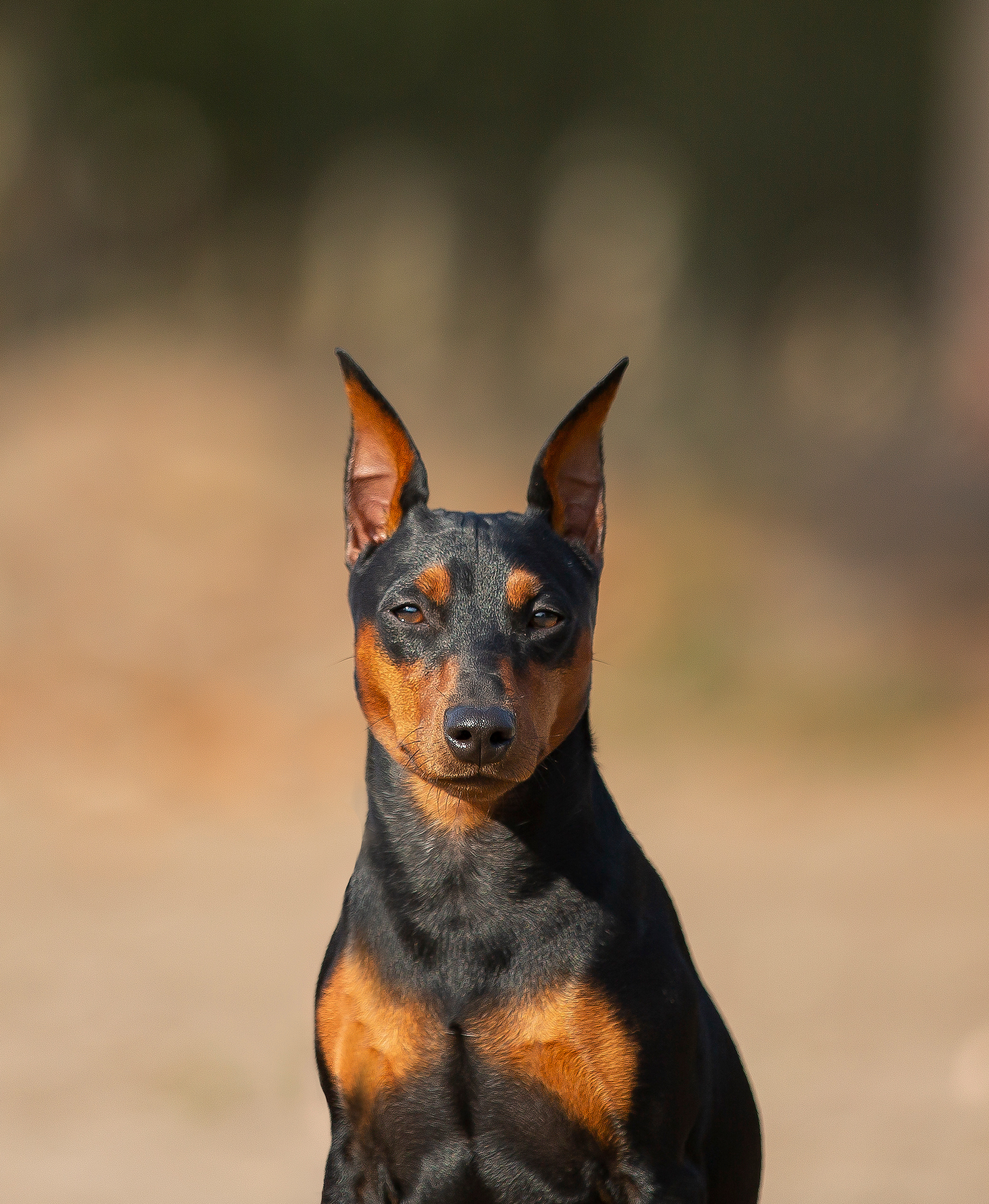 Художественная съёмка. Фотограф — анималист в Санкт — Петербурге Анна Орис