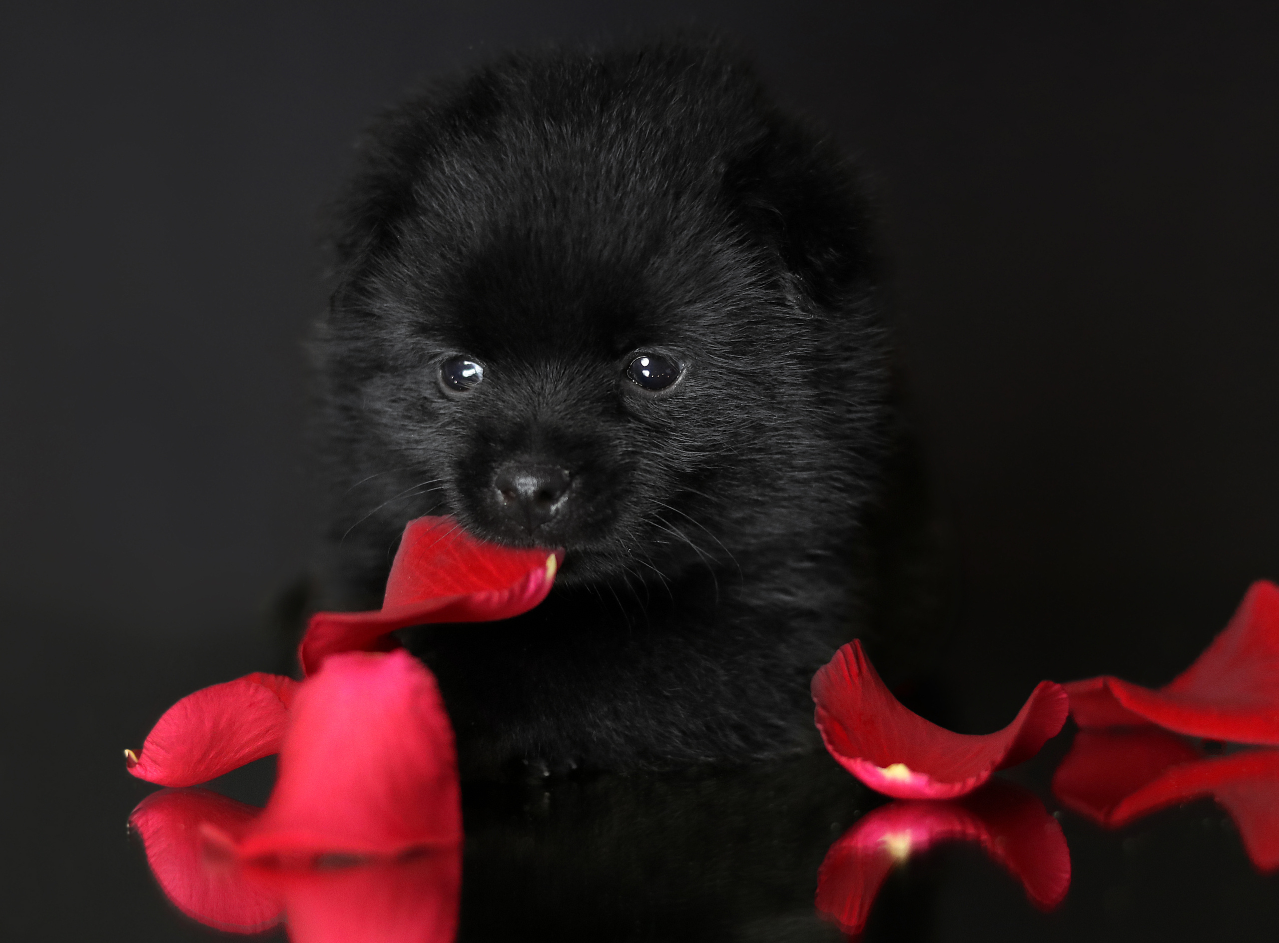 PUPPIES. Фотограф — анималист в Санкт — Петербурге Анна Орис