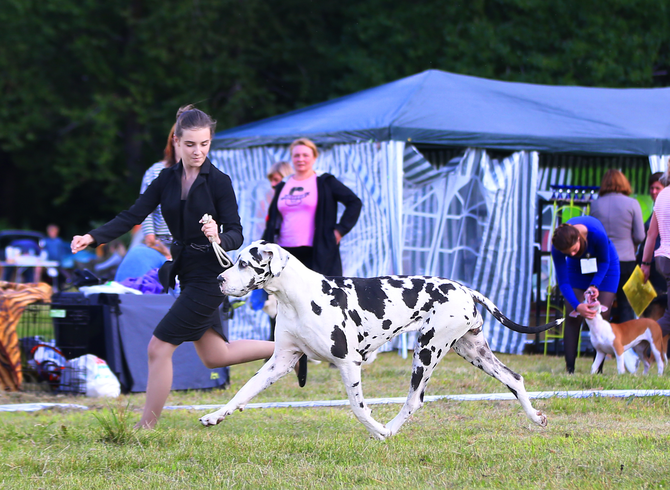 Выставки / репортаж. Фотограф — анималист в Санкт — Петербурге Анна Орис