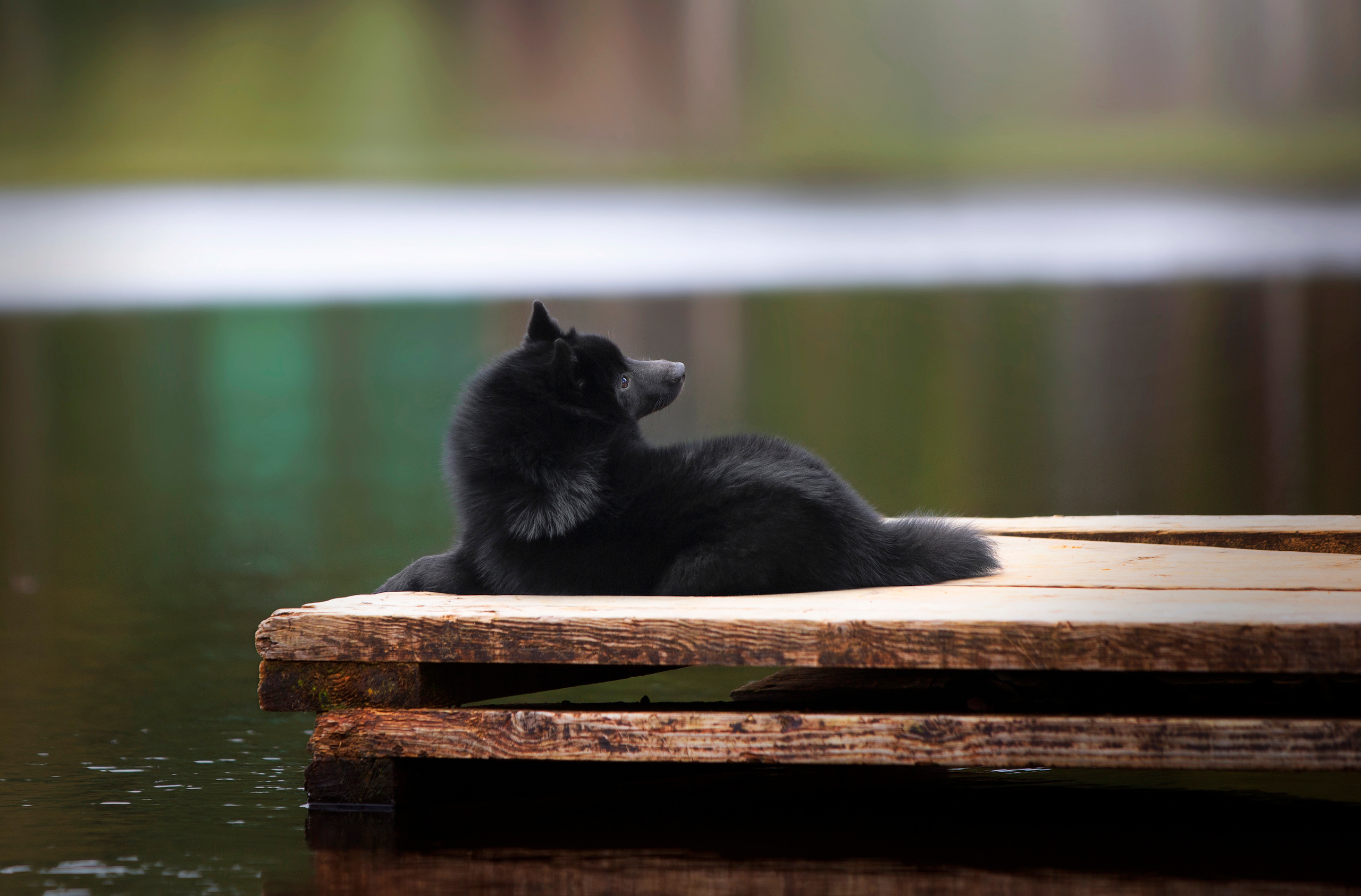 Художественная съёмка. Фотограф — анималист в Санкт — Петербурге Анна Орис