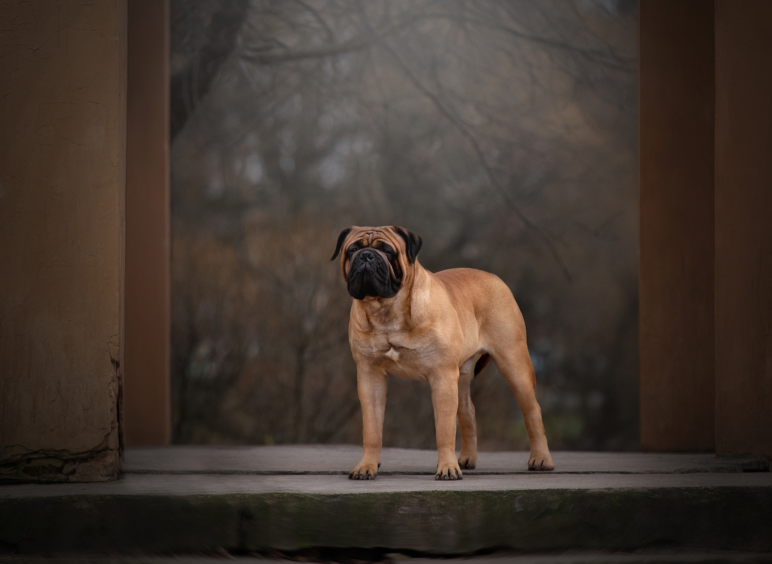 Художественная съёмка. Фотограф — анималист в Санкт — Петербурге Анна Орис