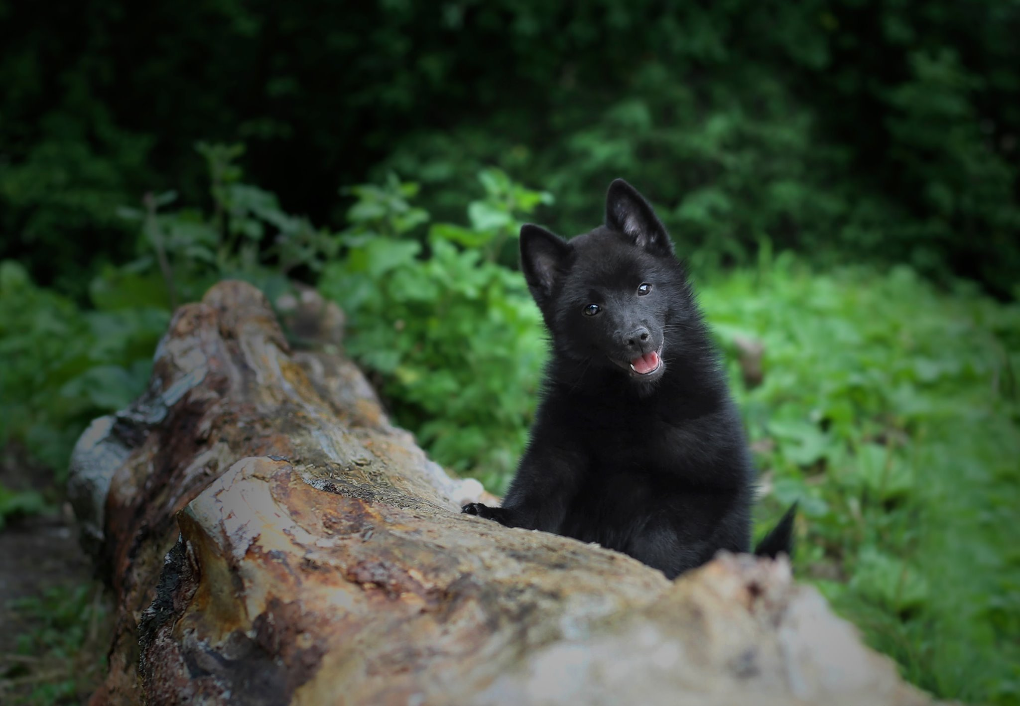 Художественная съёмка. Фотограф — анималист в Санкт — Петербурге Анна Орис