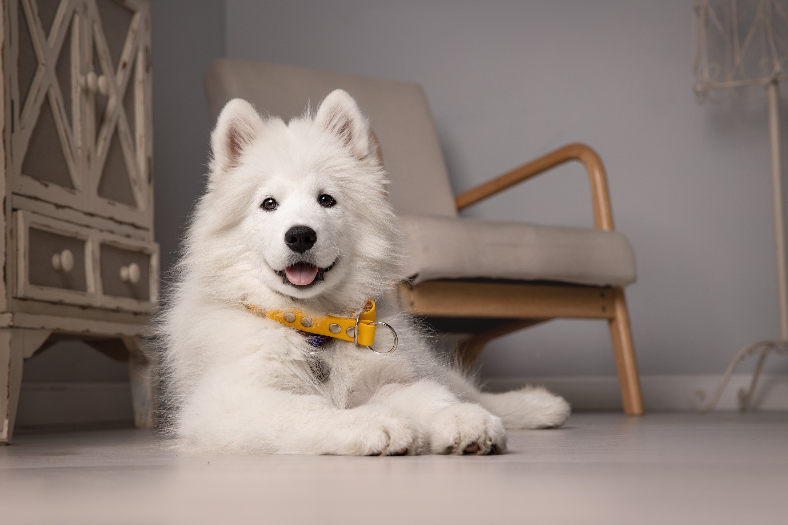 Кая и Даяна. Фотограф анималист в Москве Майорова Евгения