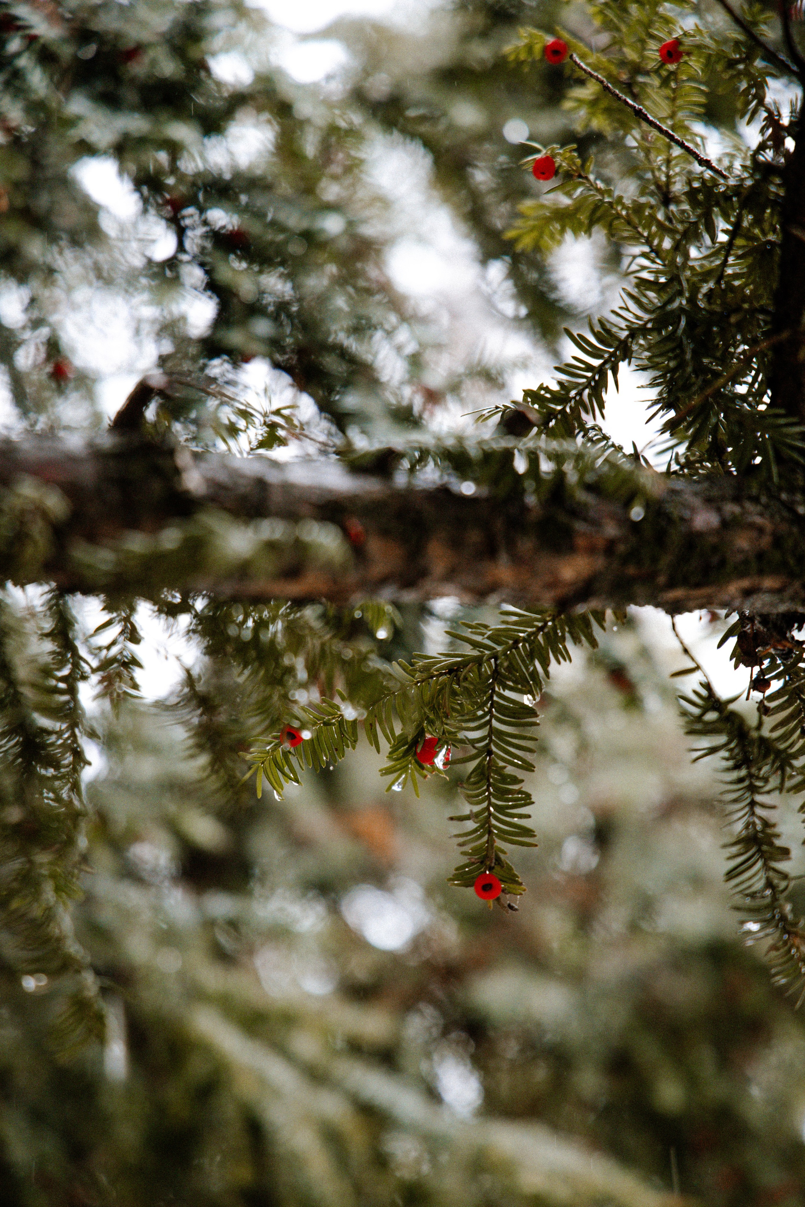 Дождливая прогулка с Олесей. Семейный фотограф | Керчь | Ивановская Виктория