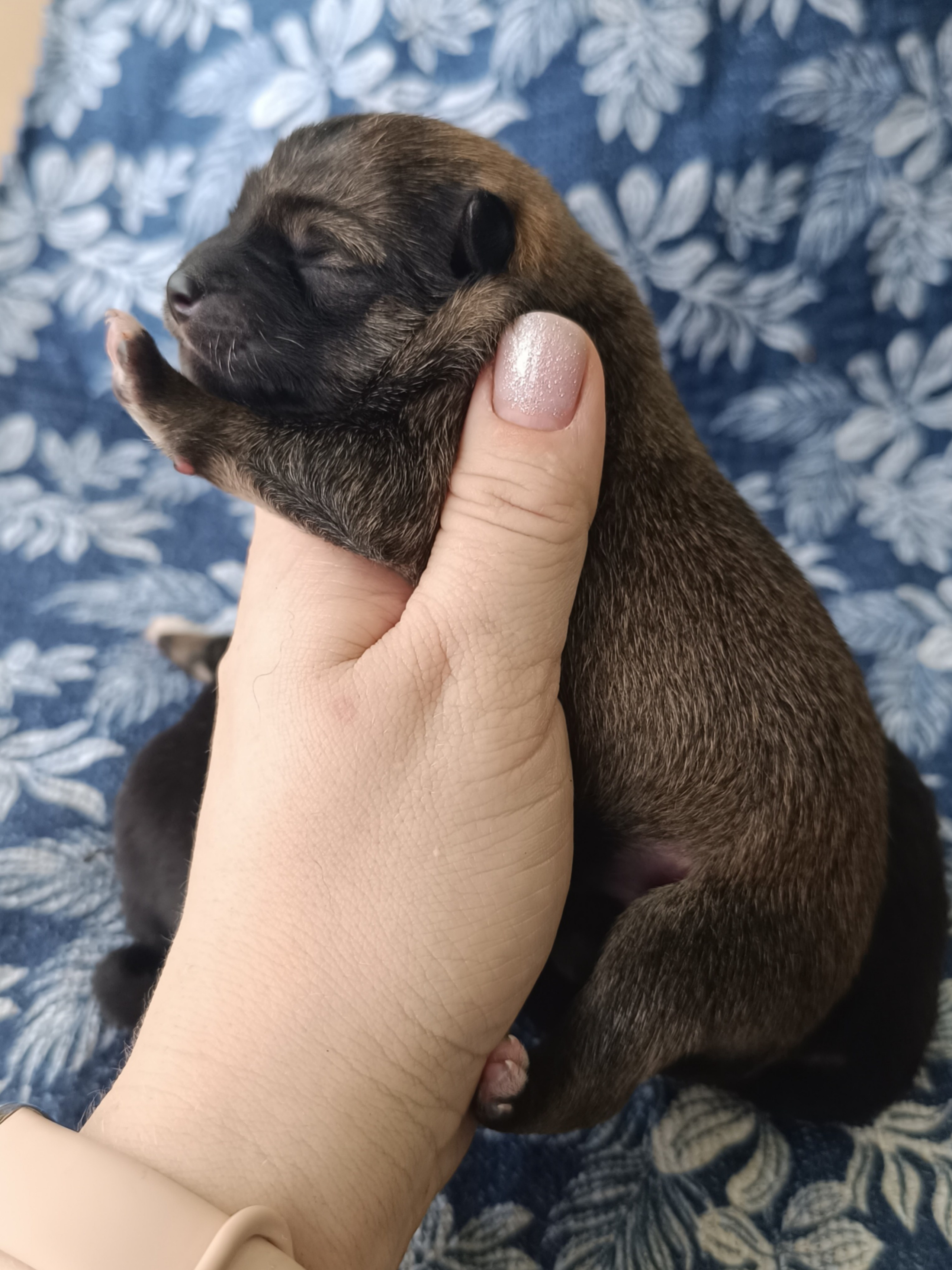 сиба питомник Рубилайт щенки на продажу rubylight  сиба щенки купить СПб Санкт-Петербург 