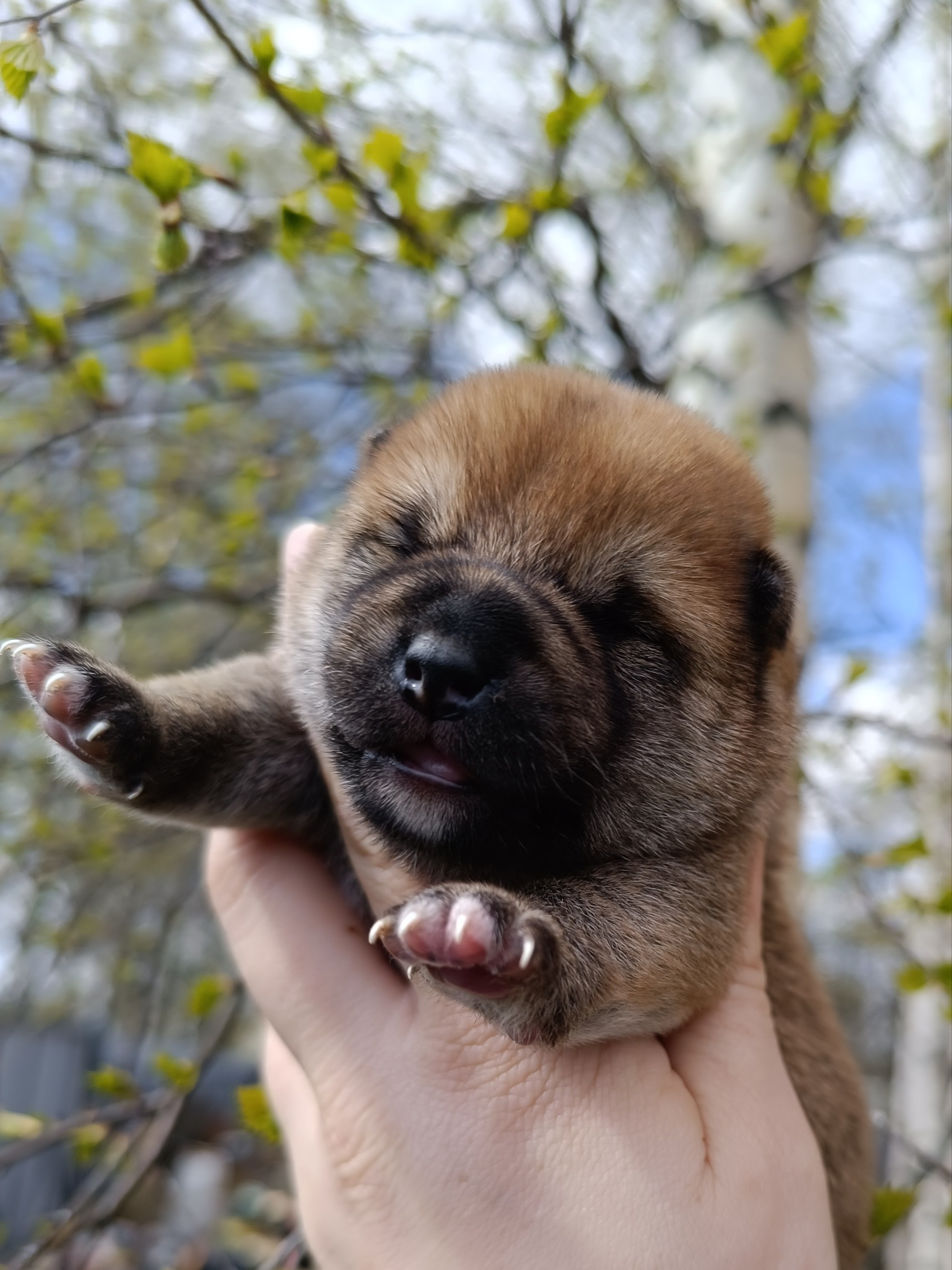 Сиба Rubylight Germes питомник Рубилайт