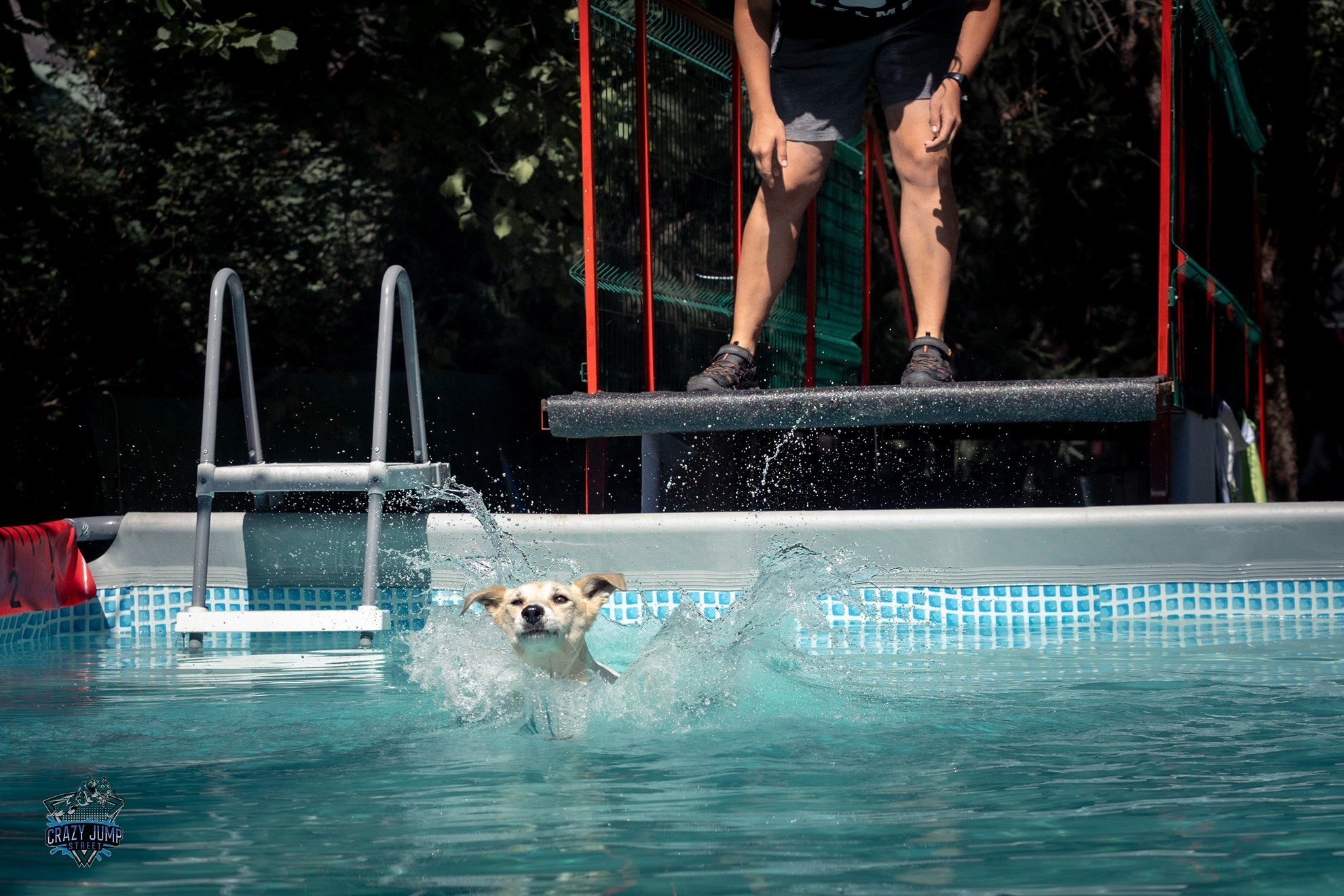 Собаки, спорт, Док дайвинг. Свадебный и репортажный фотограф в Москве и Московской области