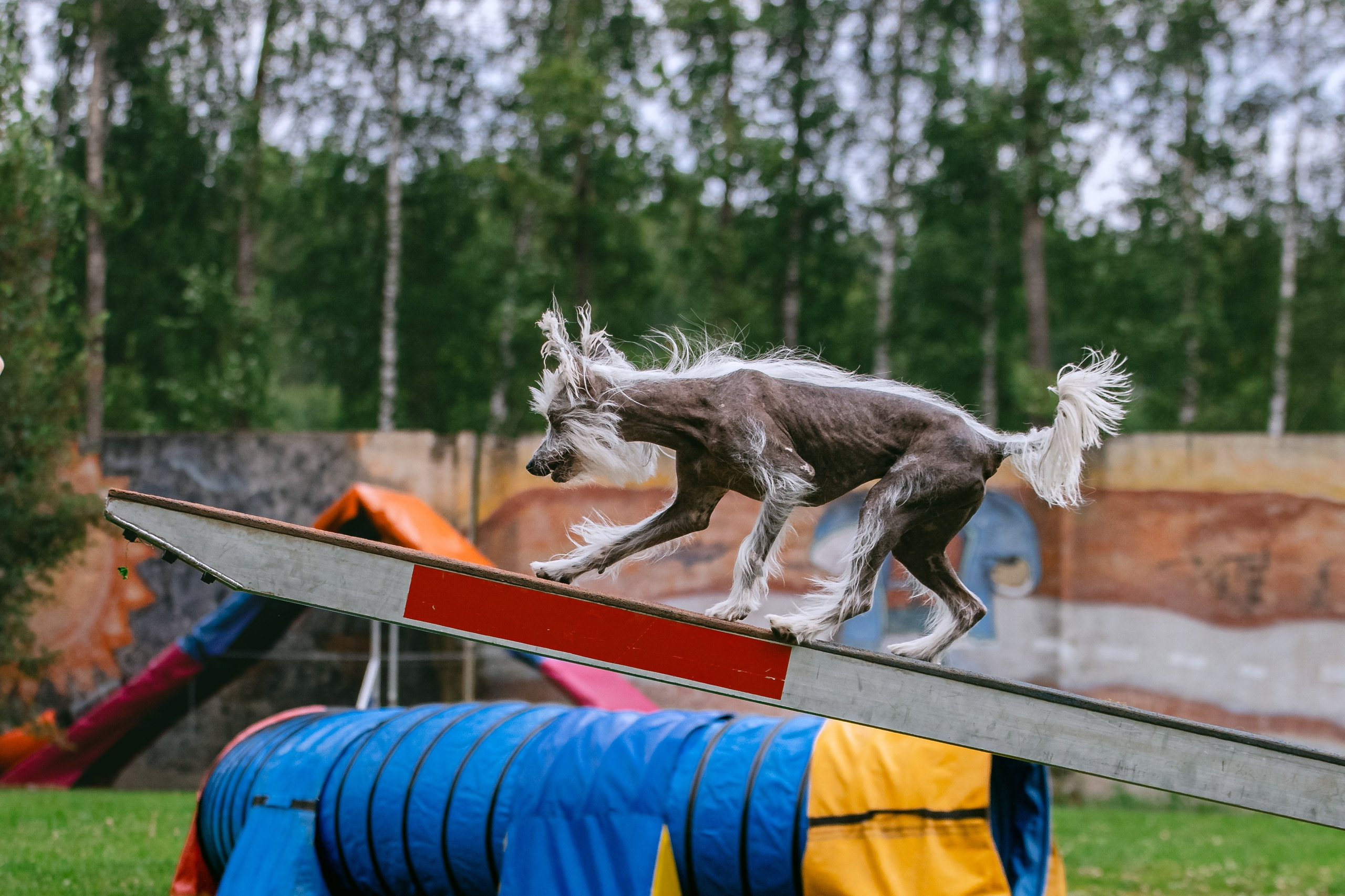 Соревнования по аджилити Долгопрудный 30.06.2025. Фотограф-анималист Татьяна Степанова