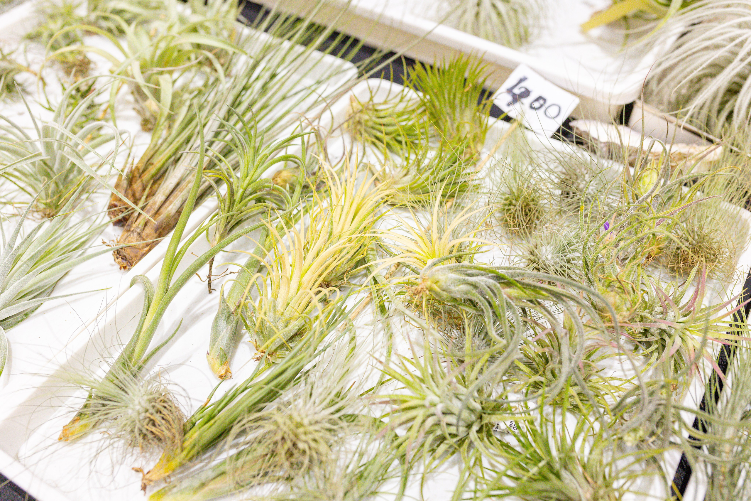 Монстериум 11–12 октября. Александра Куликова фотограф, Москва