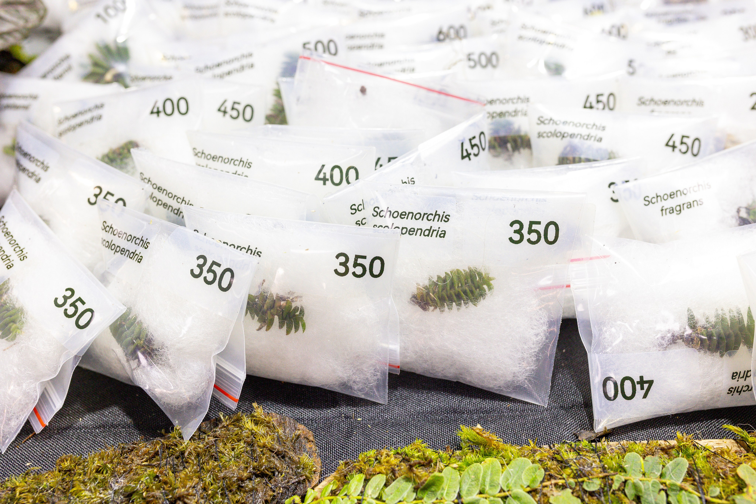 Монстериум 11–12 октября. Александра Куликова фотограф, Москва