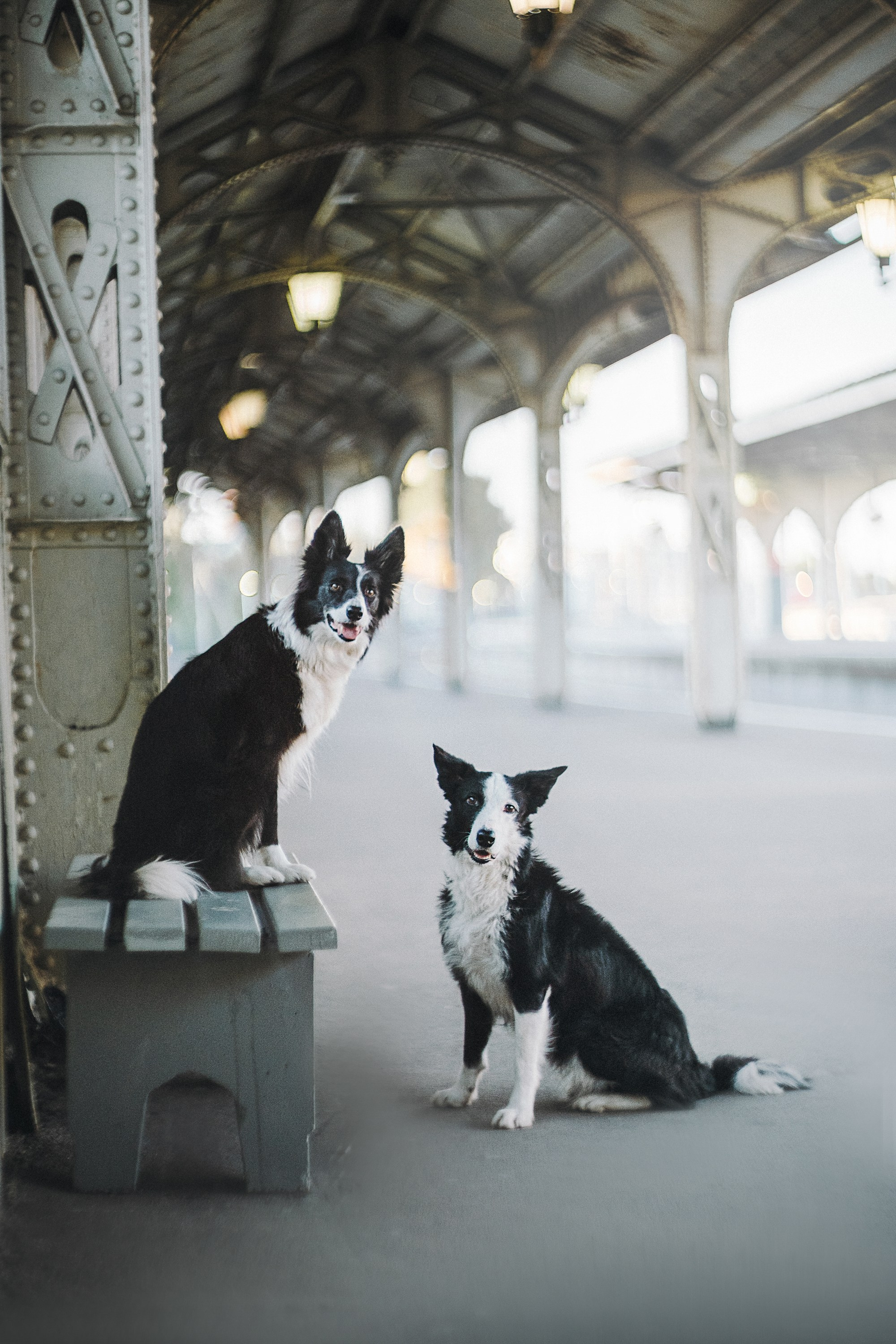 Таня, Марта и Клипса. Фотограф анималист в Москве и Санкт-Петербурге Свиридова Анна