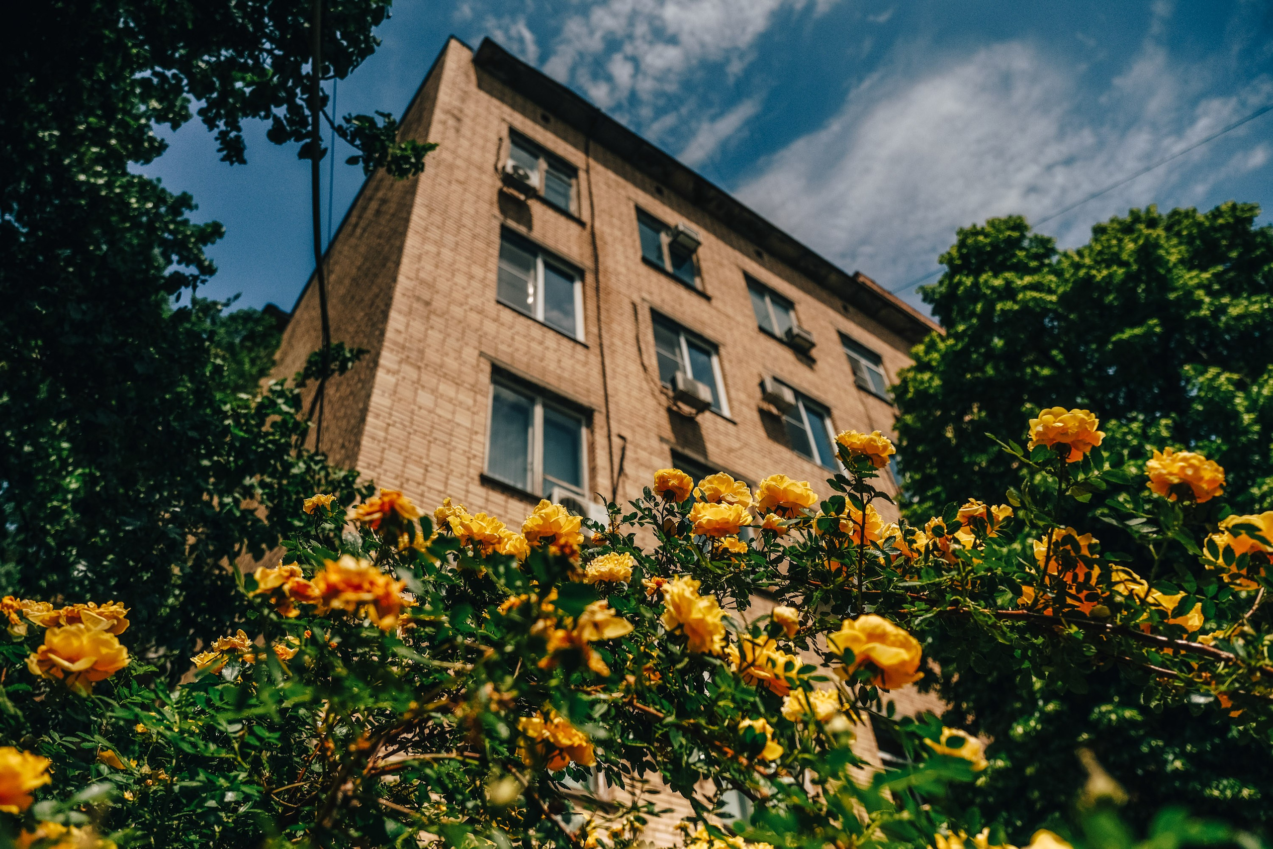 Цветы. Фотограф Анатолий Деникин