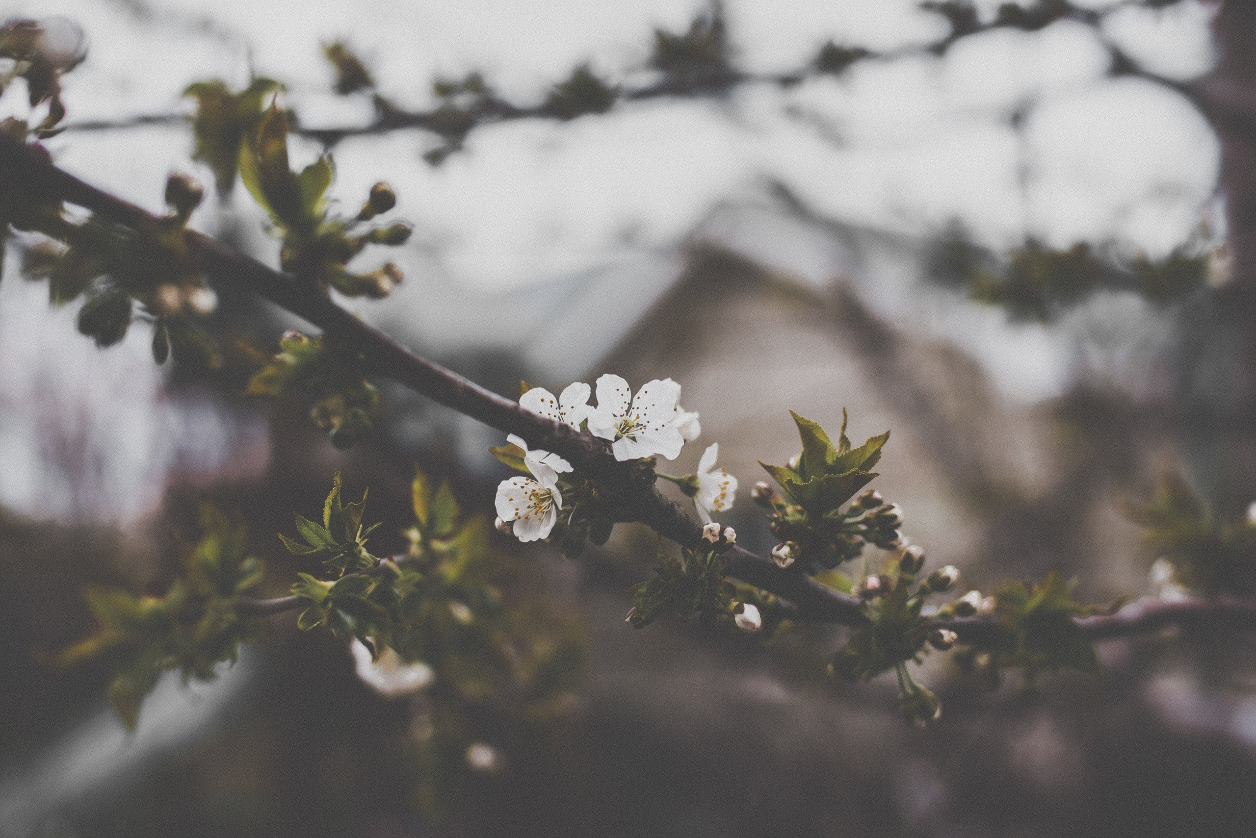 Цветы. Фотограф Анатолий Деникин
