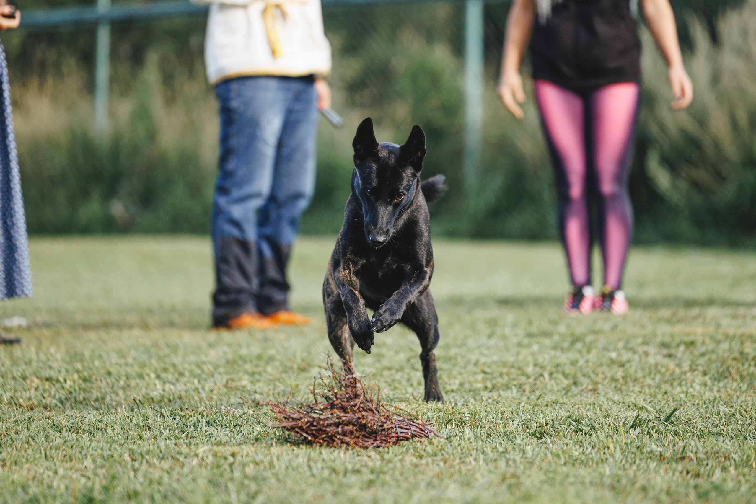 08.08.25-10.08.25 ЧР по мондьорингу г. Вологда. Фотограф-анималист Анна Маринич