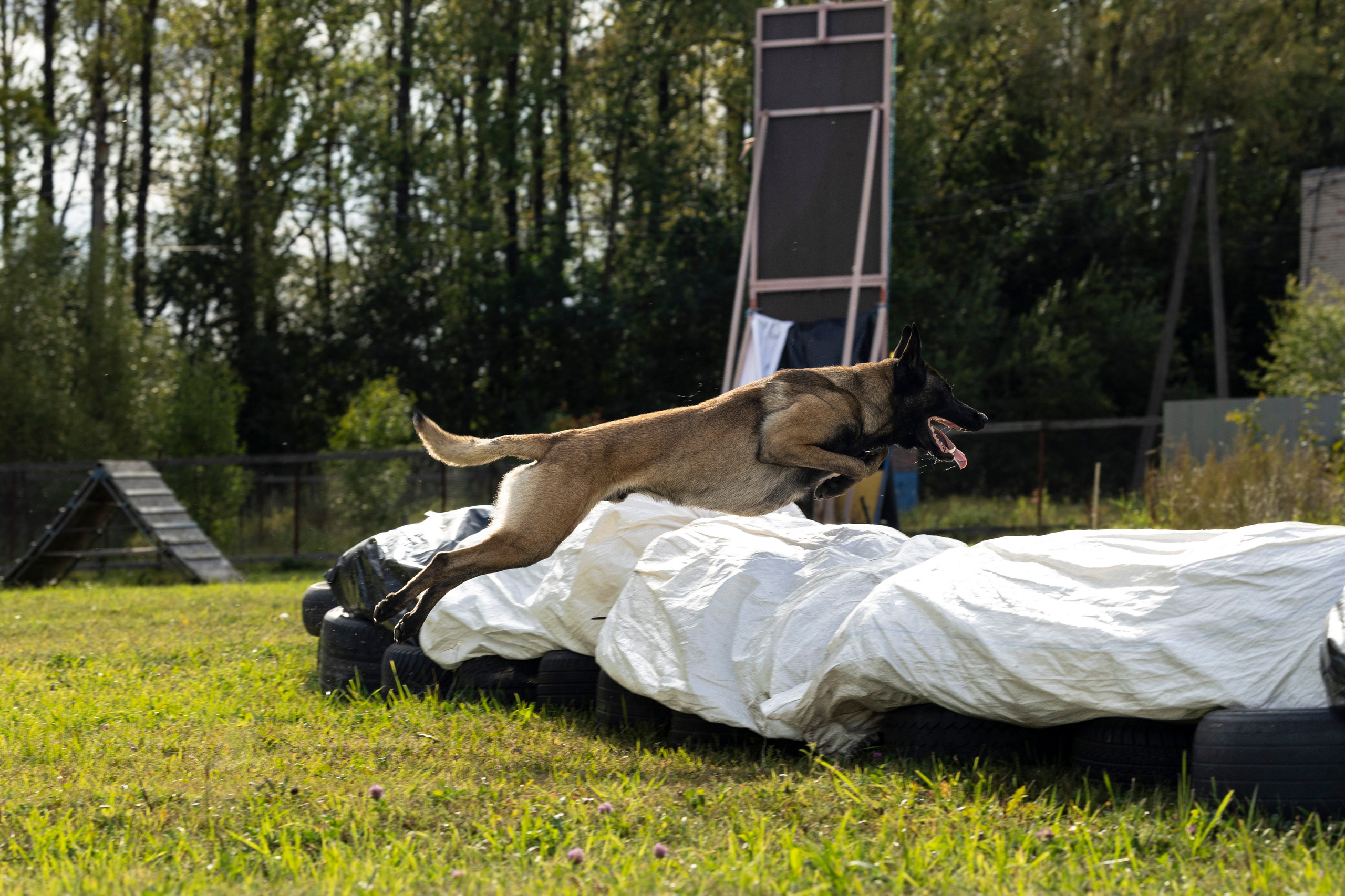 Испытания по Мондьорингу г. Пушкин. Фотограф-анималист Анна Маринич