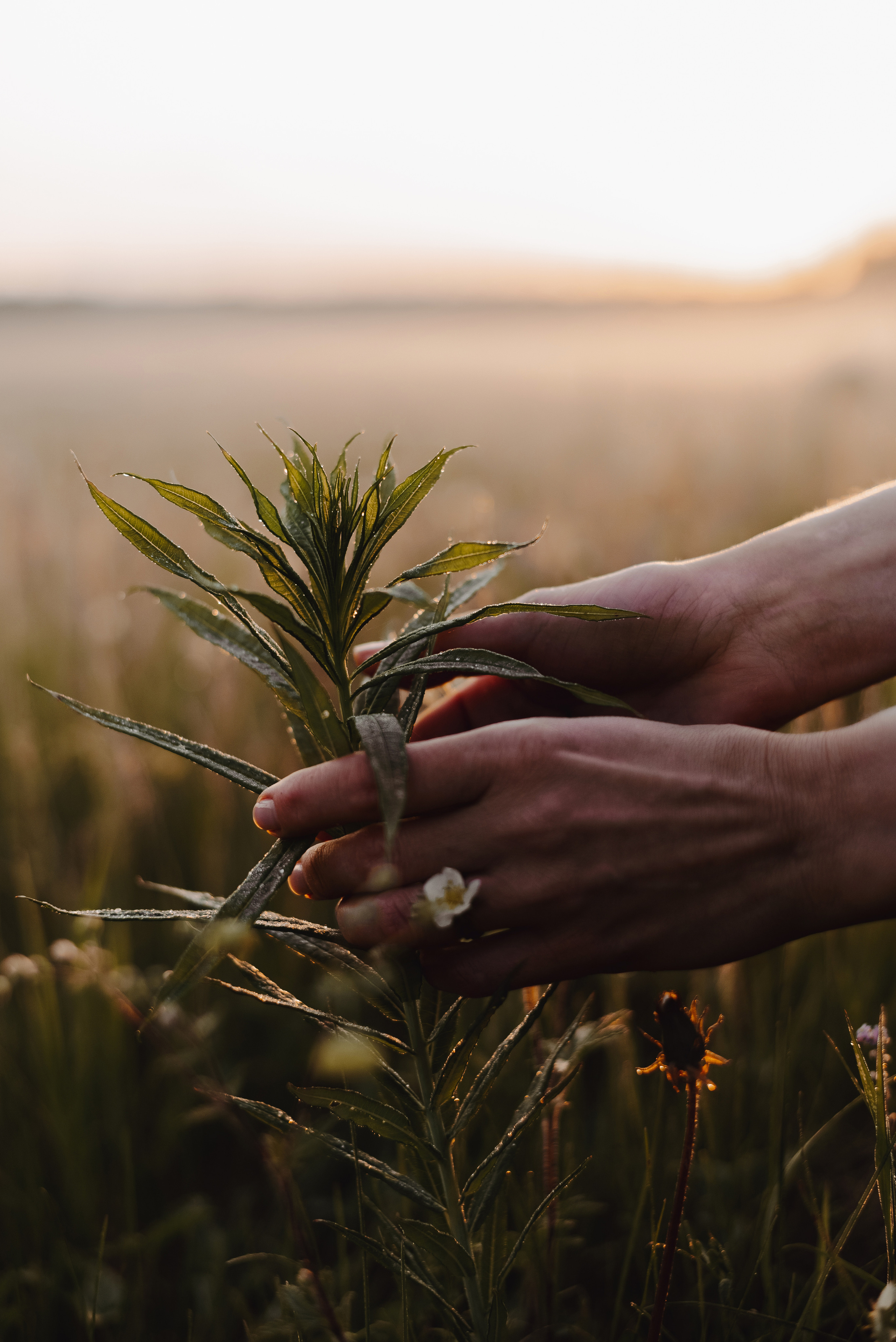 «Таёжная кладовая». Екатерина Курбанова. Женский фотограф
