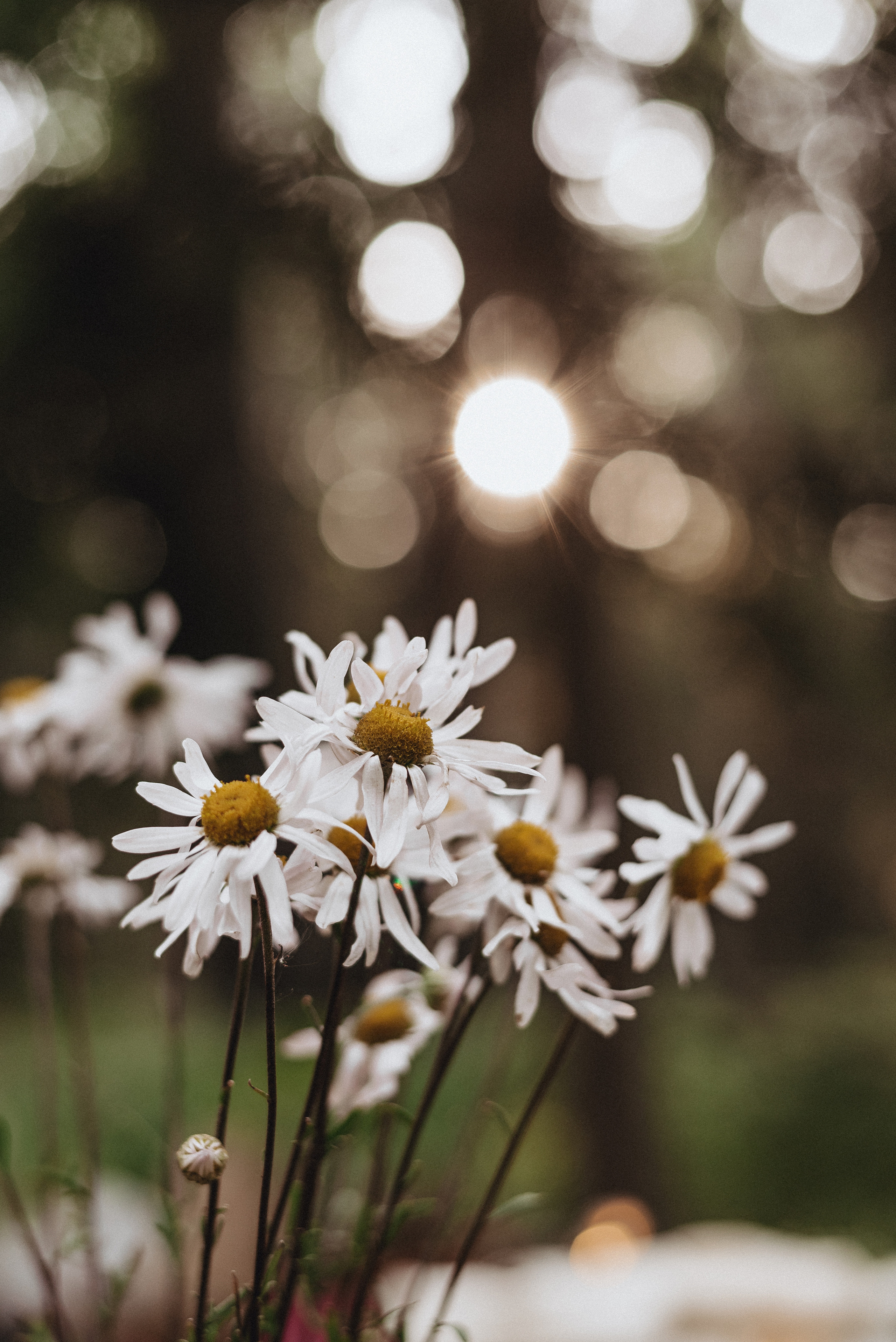 «Таёжная кладовая». Екатерина Курбанова. Женский фотограф