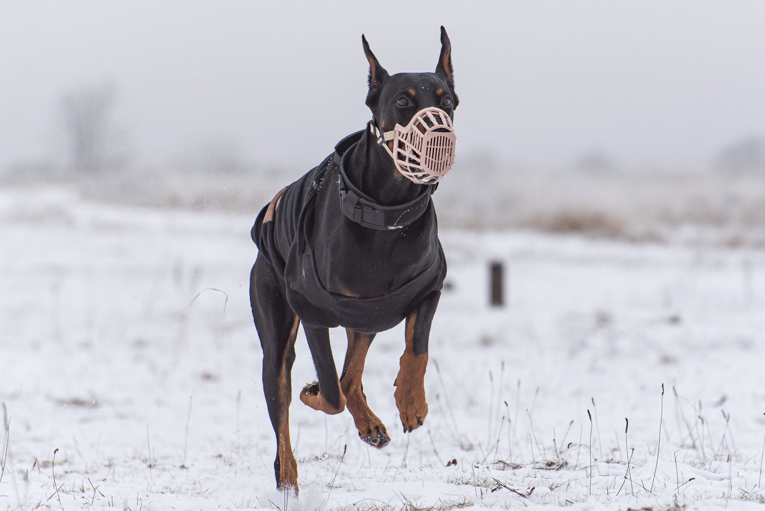 Фотографии с Бега за механической приманкой команды «Kiborg Sport». Фотограф Макс Огурцов в Нижнем Новгороде