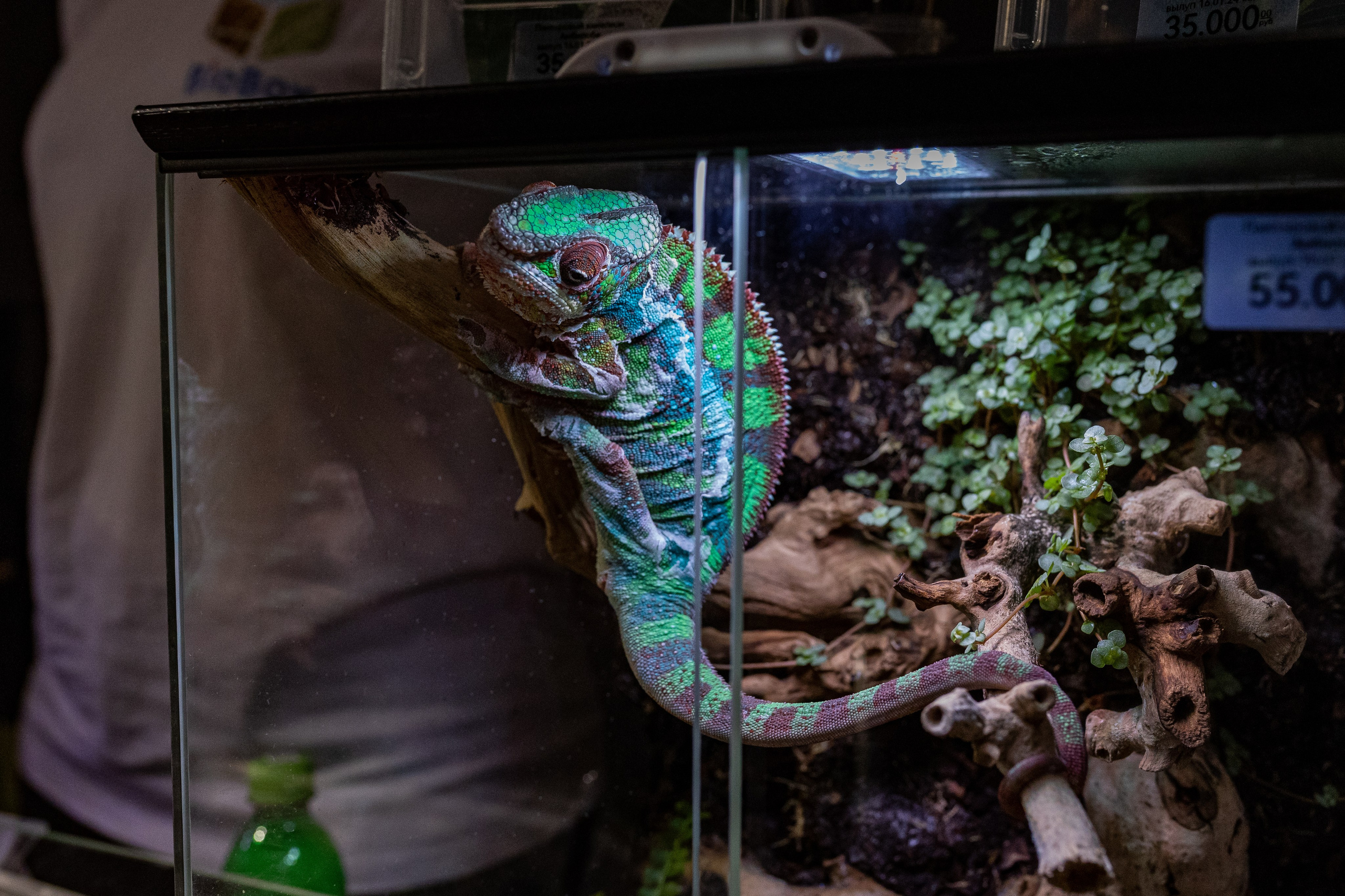 Рептилиум 2024. Александра Куликова фотограф, Москва