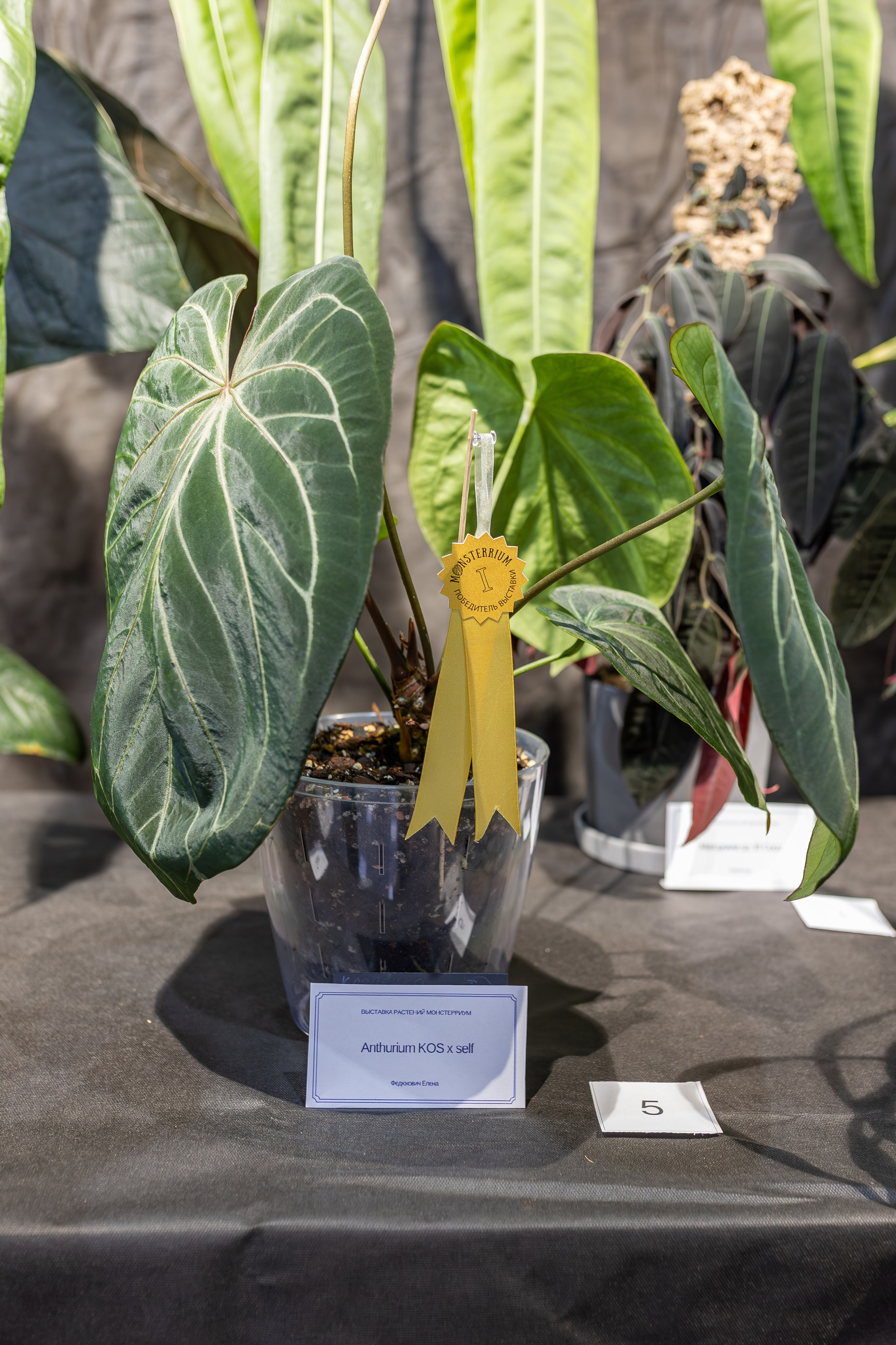 Монстериум апрель 2026. Александра Куликова фотограф, Москва