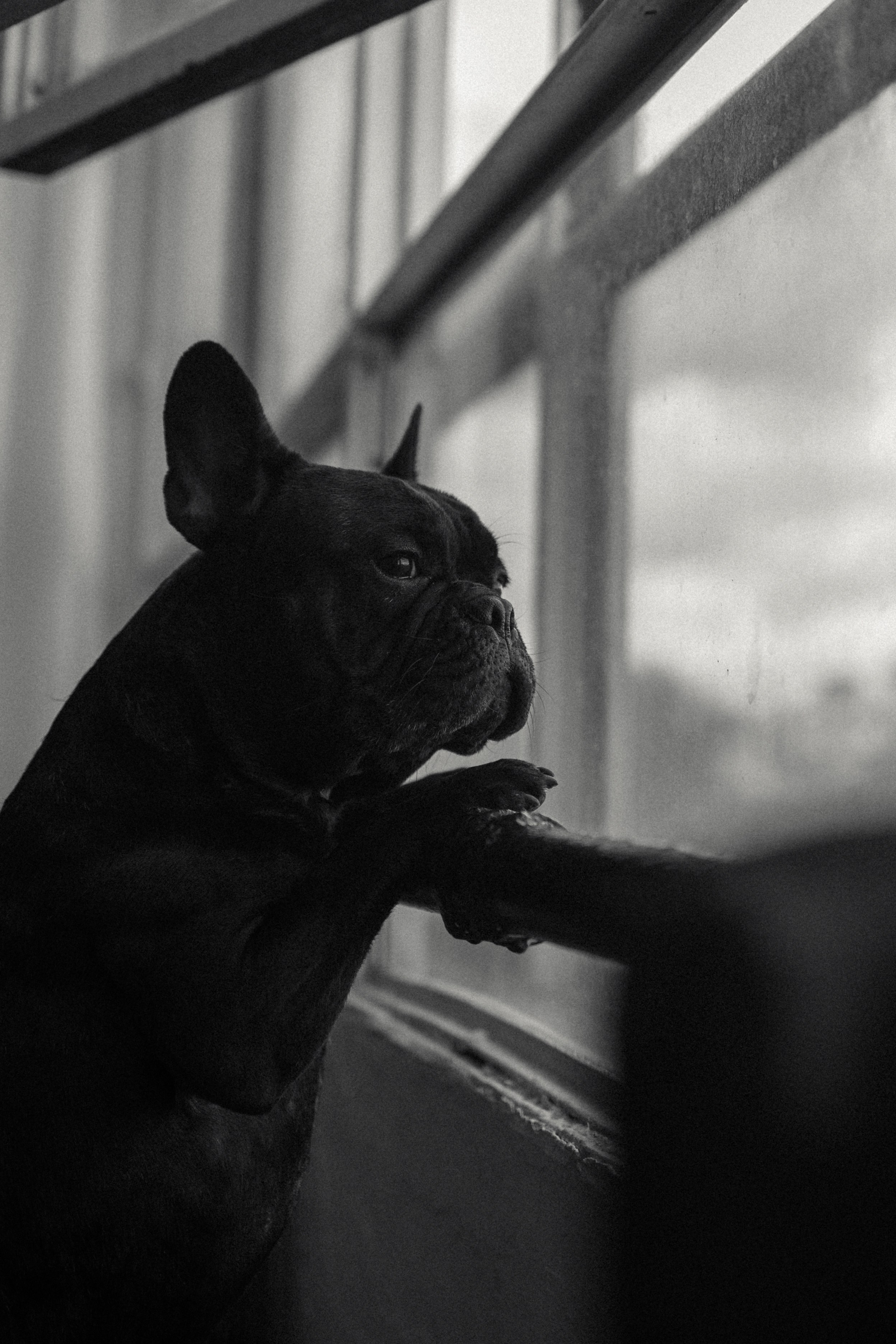 Алина и Луи. Фотораф — анималист Мария Шистка