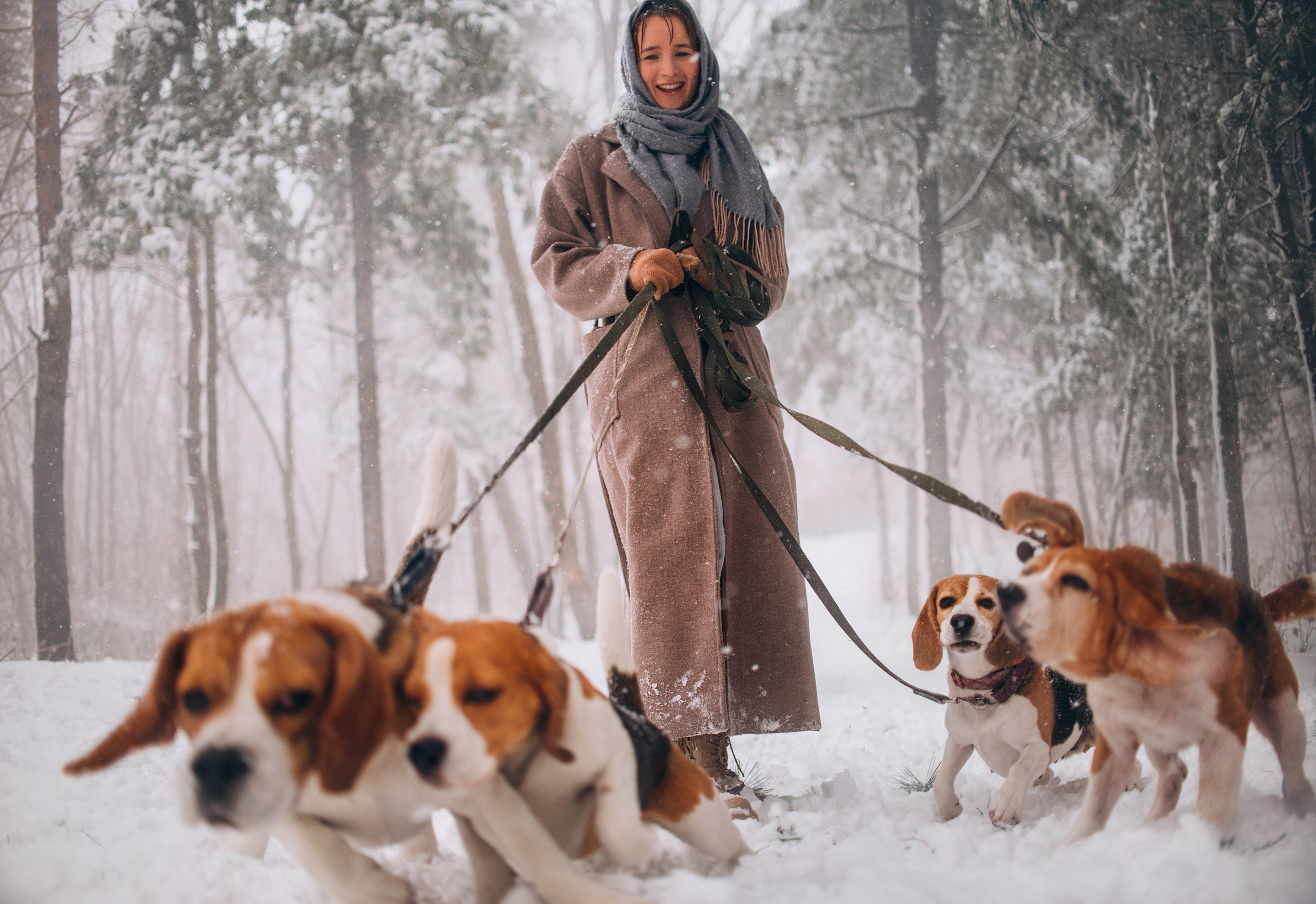 Прогулка с собаками: бигли и Лена. Портфолио