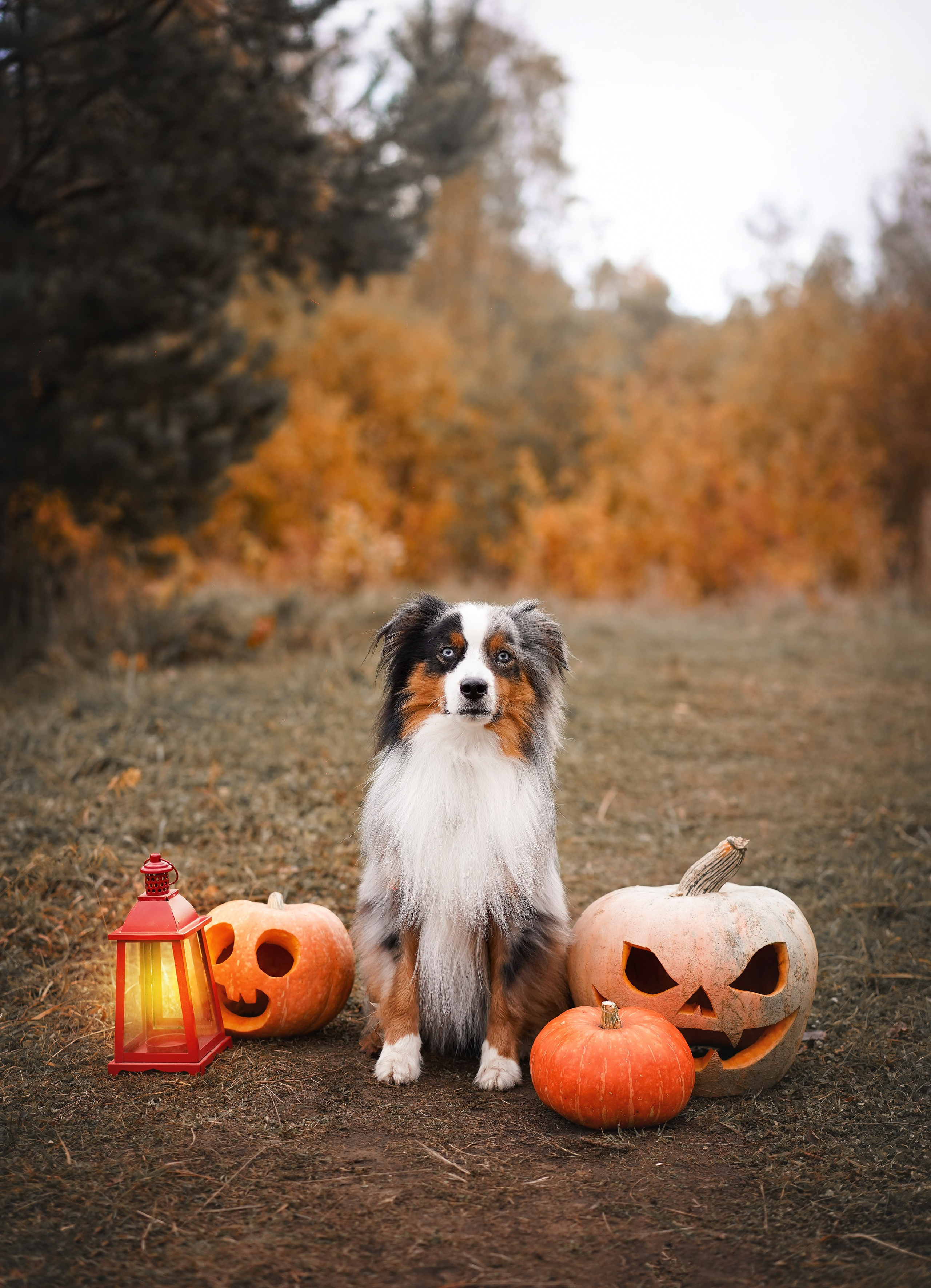 Фотодень Хэллоуин 2025. Фотограф-анималист в Санкт-Петербурге Яна Мартынова