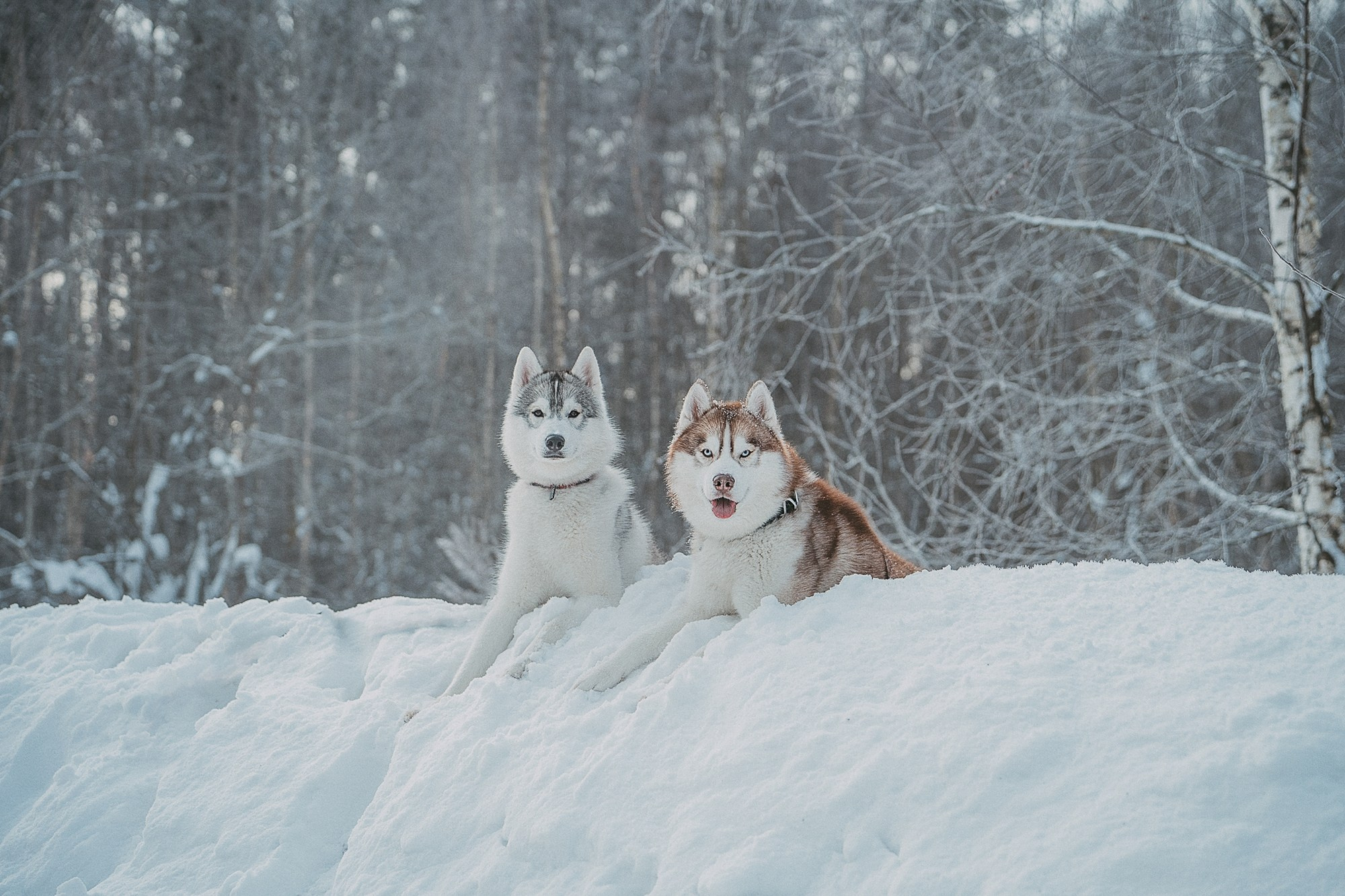Полина, Уго и Пышка. Фотограф анималист в Москве и Санкт-Петербурге Свиридова Анна
